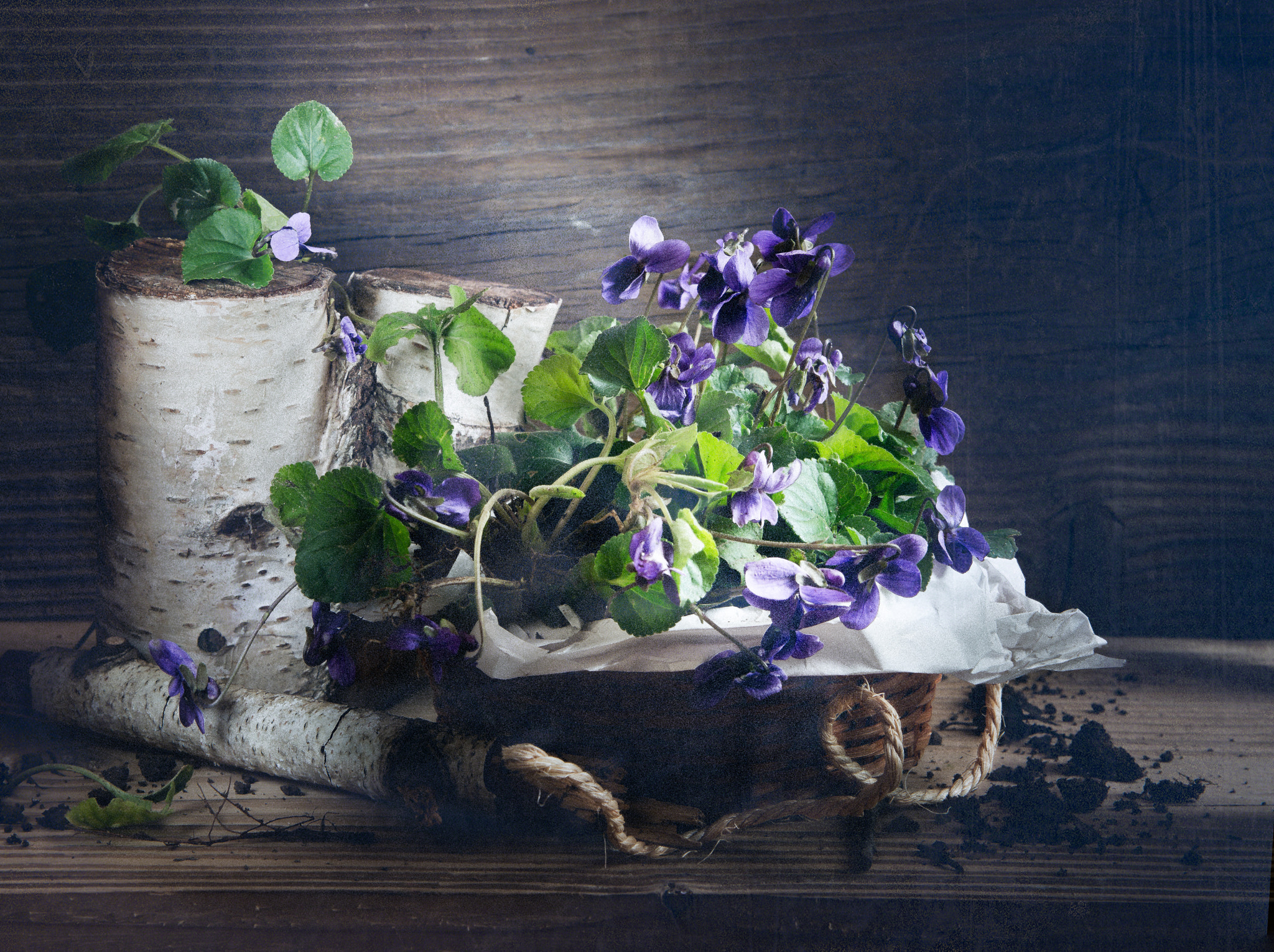 Nikon D800 + Sigma 24-70mm F2.8 EX DG HSM sample photo. The smell of violets photography