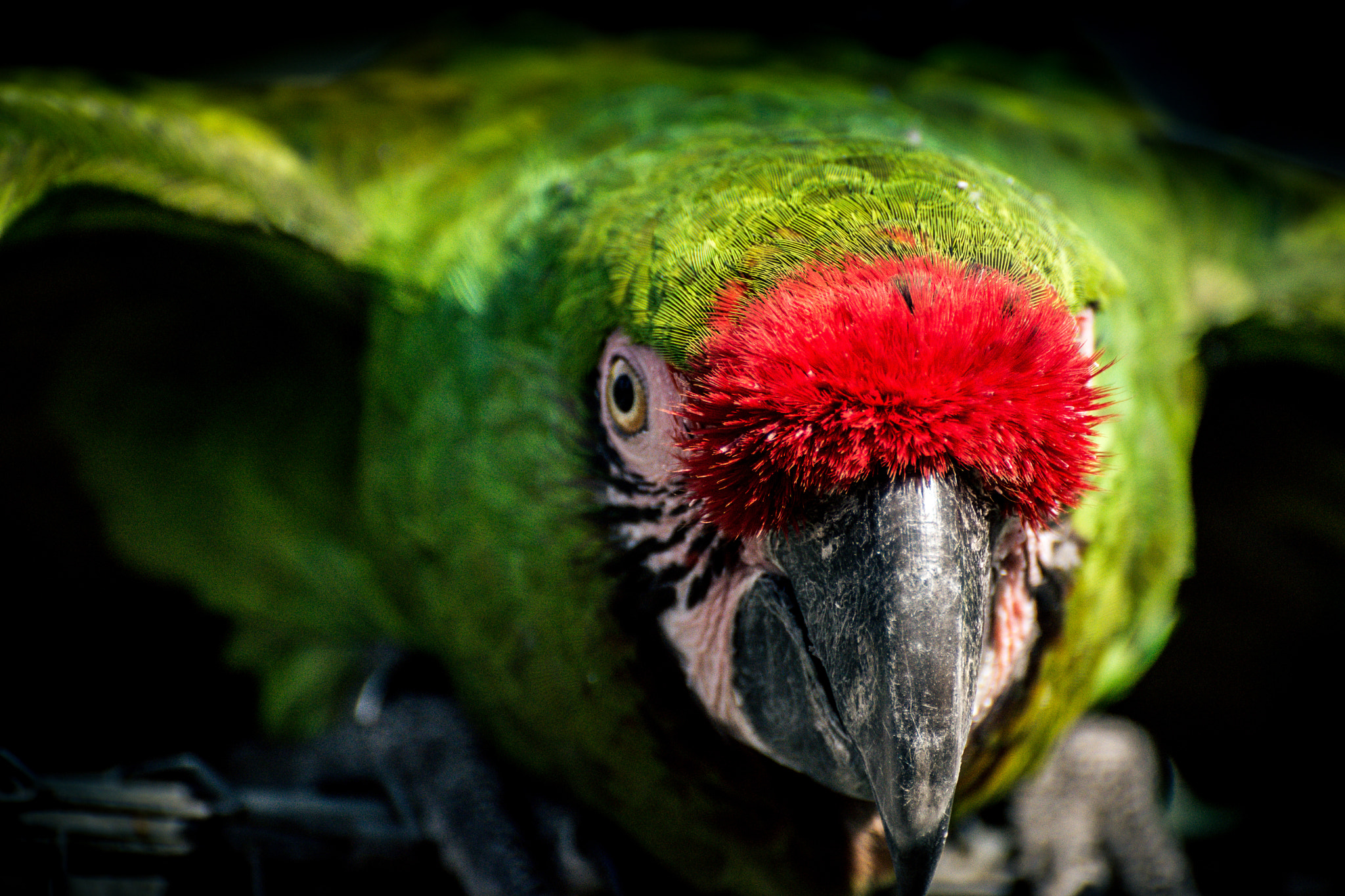 Nikon D7200 sample photo. You are the prey ! photography