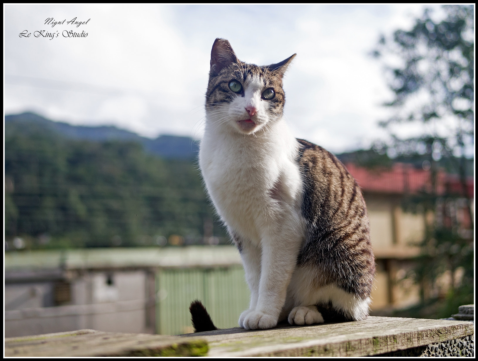 Olympus PEN E-PL6 + LUMIX G 25/F1.7 sample photo. 流放的無奈 • the helpless exiled photography