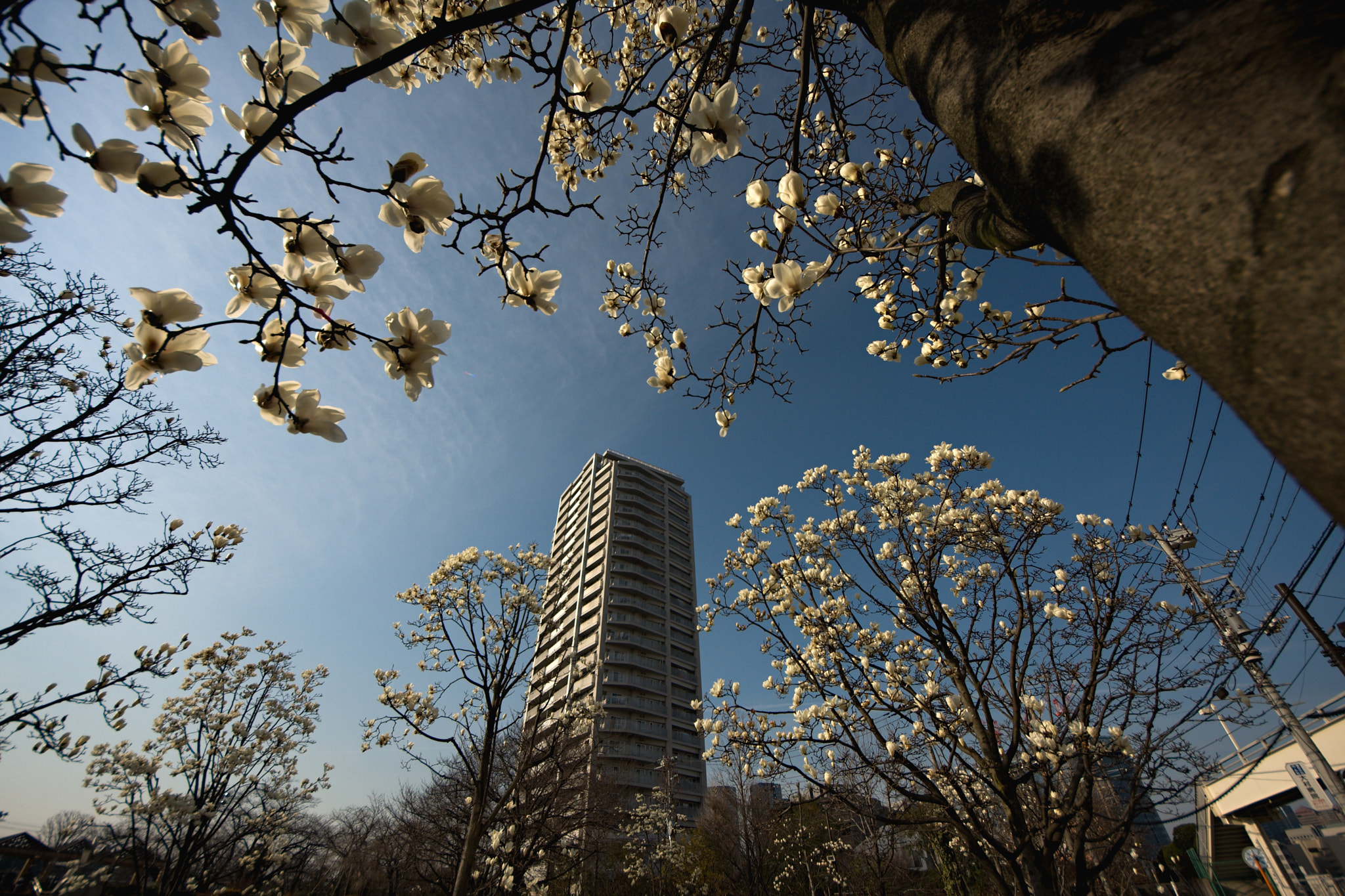 Canon EOS 40D sample photo. Whitewhite（白木蓮） photography