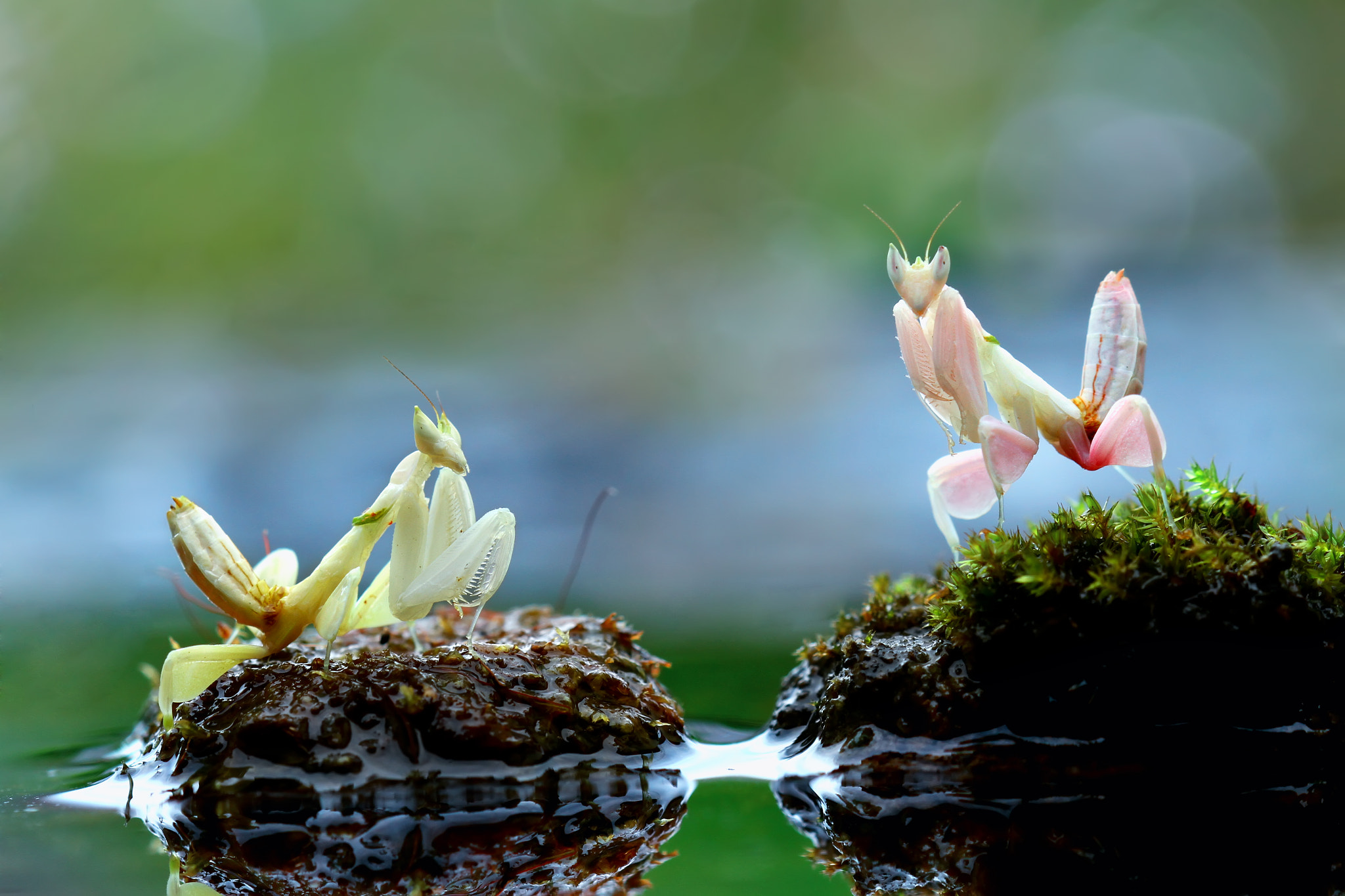 Canon EOS 7D + Canon EF 100mm F2.8 Macro USM sample photo. Orchid mantis pinkky & white photography