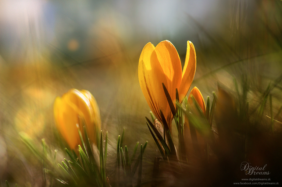 Pentax smc D-FA 100mm F2.8 Macro WR sample photo. Crocus photography