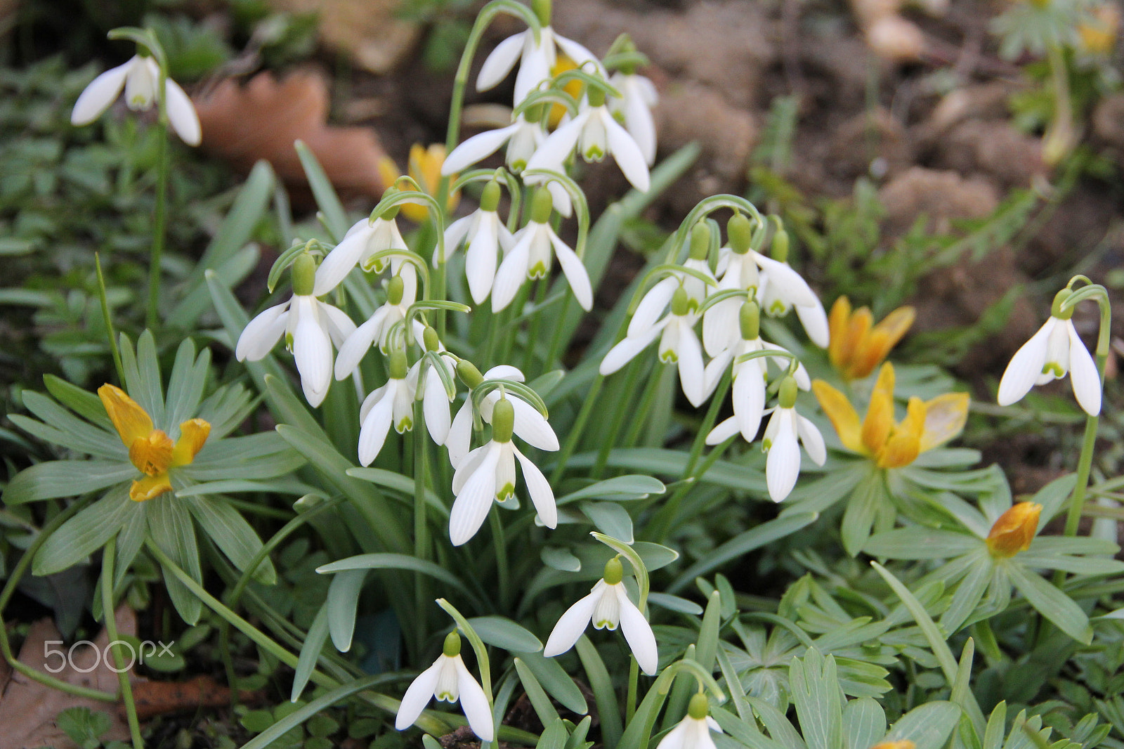 Canon EOS 550D (EOS Rebel T2i / EOS Kiss X4) sample photo. Harbinger of spring photography
