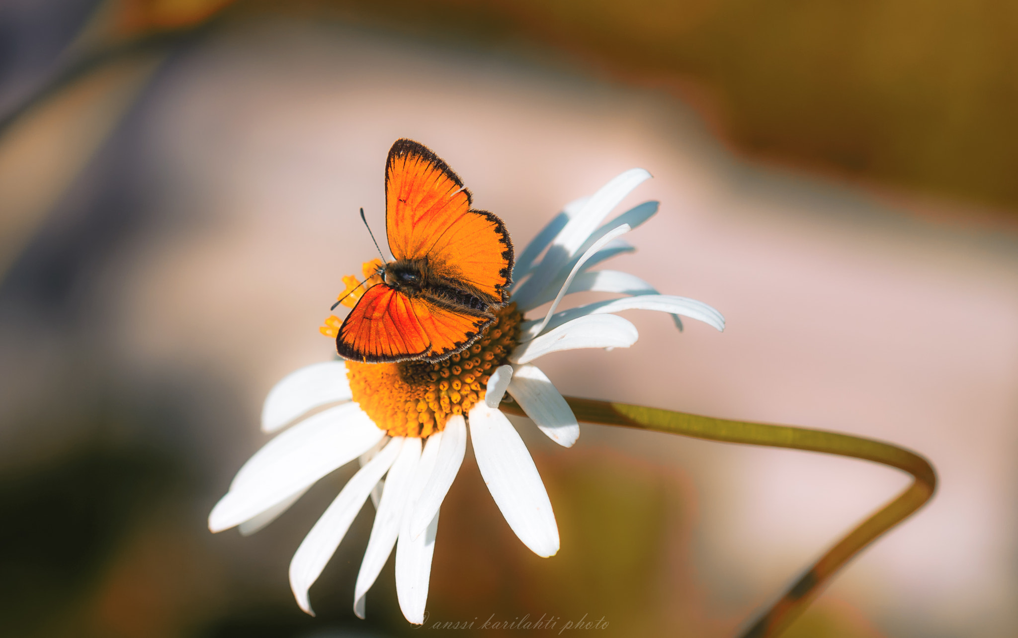 Sigma 105mm F2.8 EX DG OS HSM sample photo. Summer pic photography