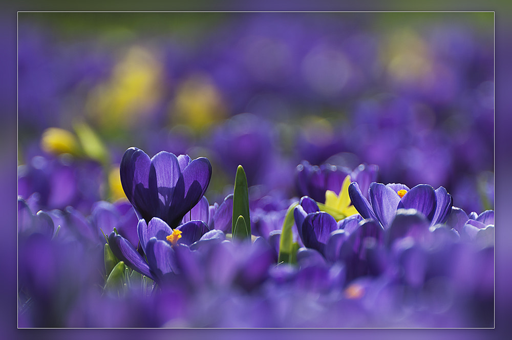 Nikon D300 sample photo. Crocuses photography