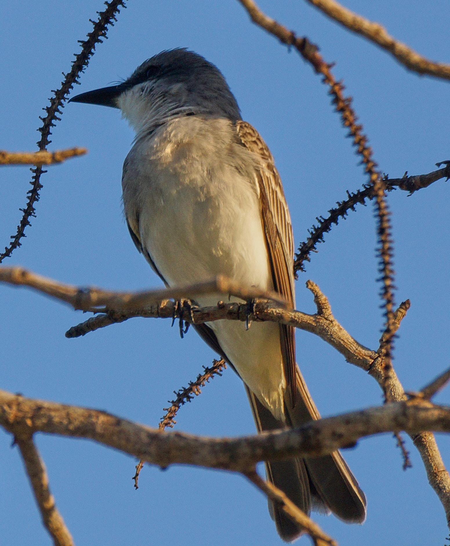 Sony DT 55-300mm F4.5-5.6 SAM sample photo. Bird in samana photography