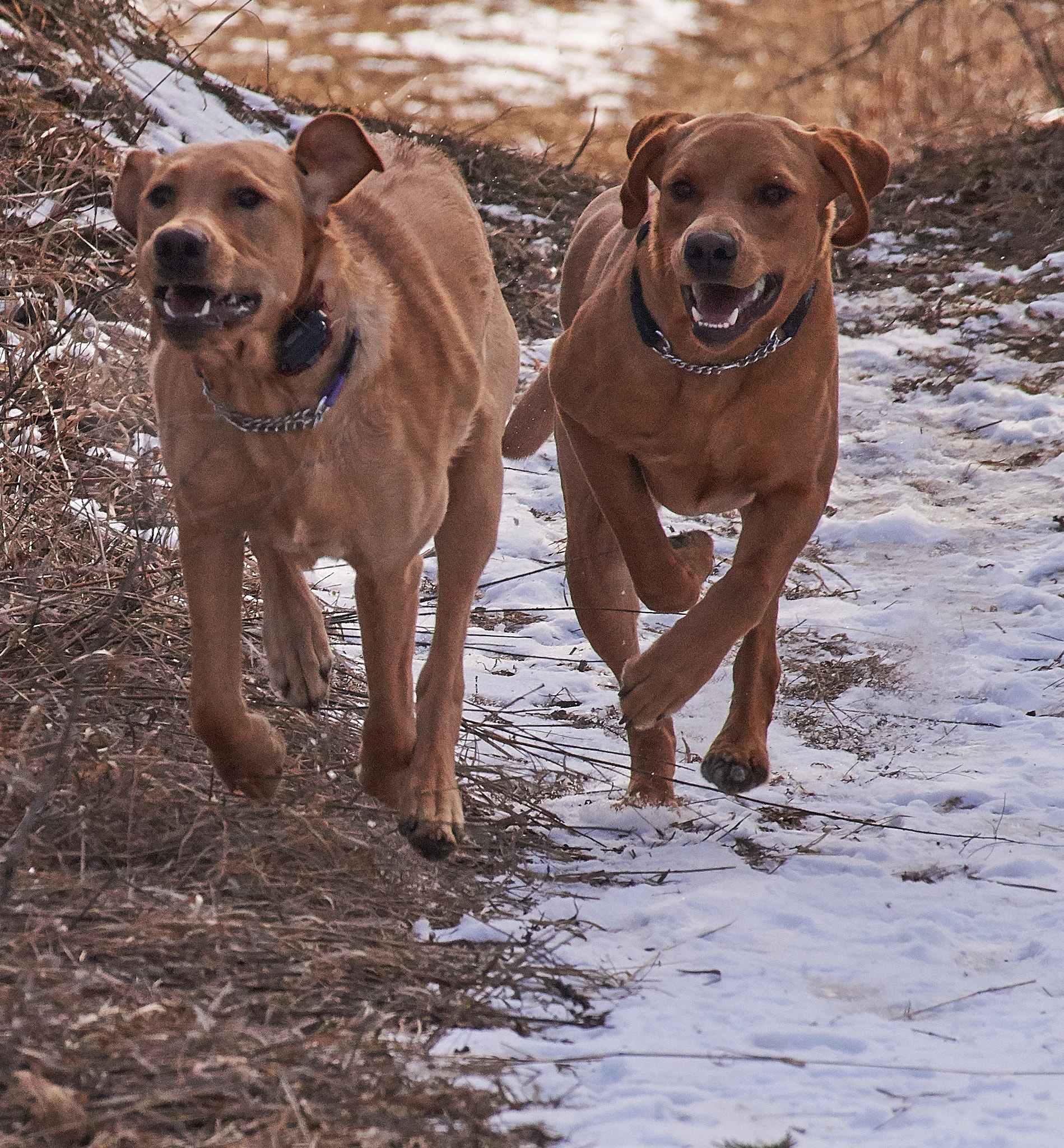 Sony DT 55-300mm F4.5-5.6 SAM sample photo. Neck and neck photography