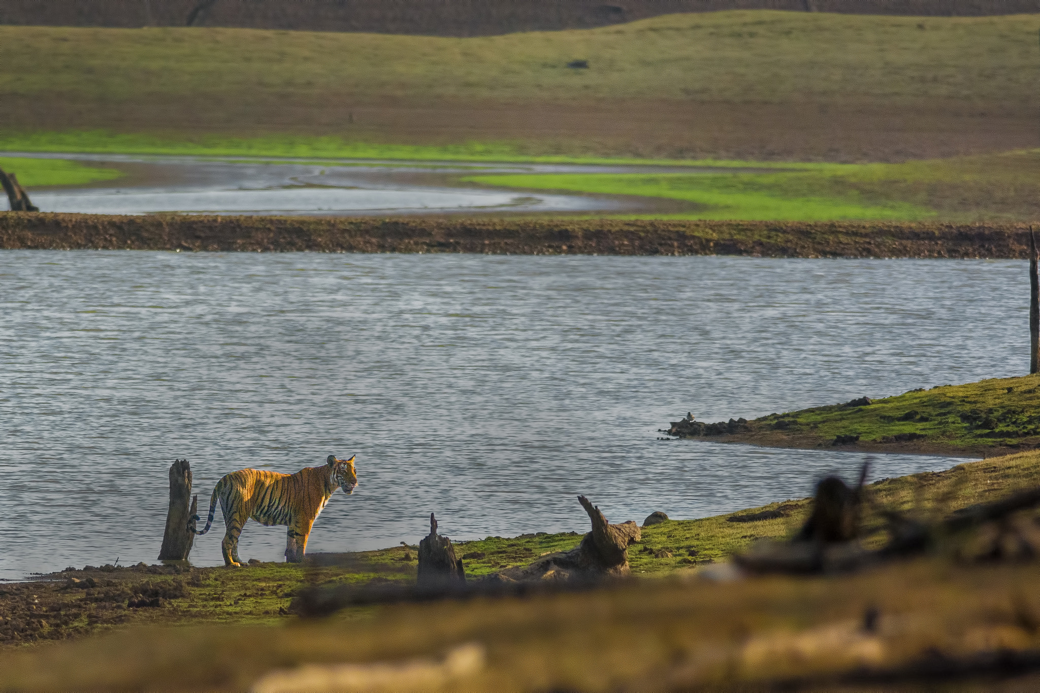 Nikon D7100 + Nikon AF-S Nikkor 300mm F4D ED-IF sample photo. Tiger-scape photography