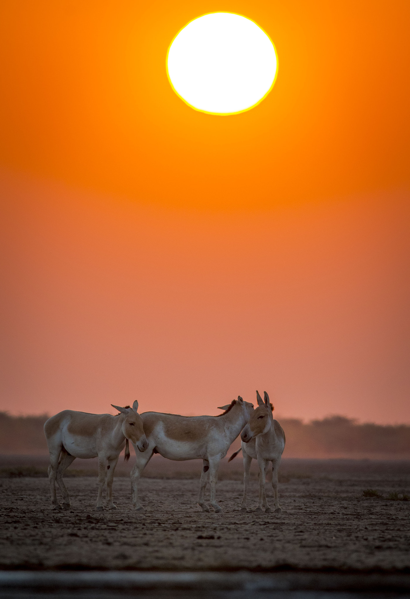 Nikon D500 + Nikon AF-S Nikkor 300mm F4D ED-IF sample photo. Wild asses by sunset photography