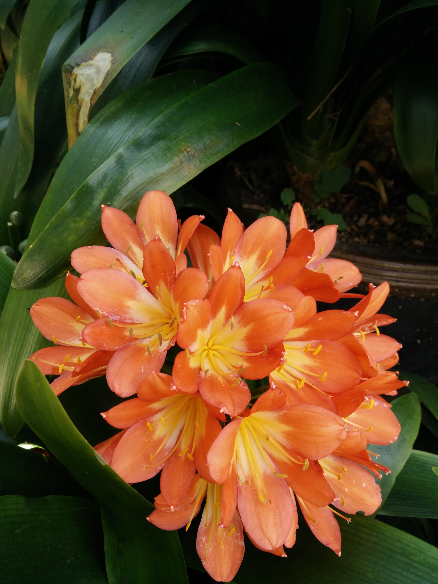 OPPO Find7 sample photo