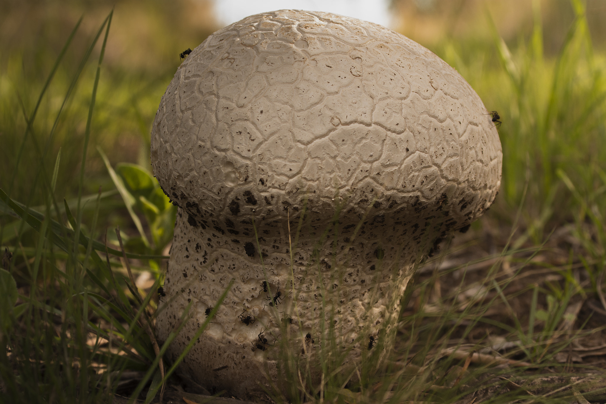 AF Zoom-Nikkor 35-80mm f/4-5.6D N sample photo. Mega mushroom photography