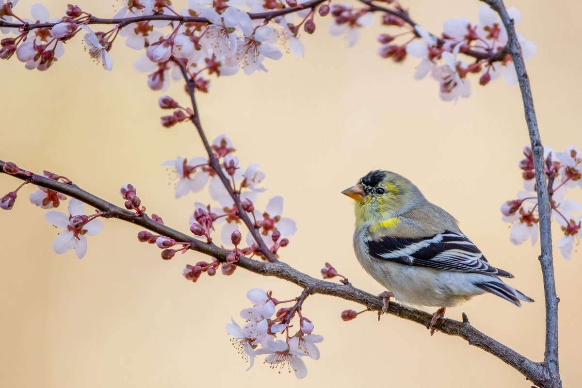 Canon EOS 5DS R + Canon EF 200-400mm F4L IS USM Extender 1.4x sample photo. American goldfinch photography