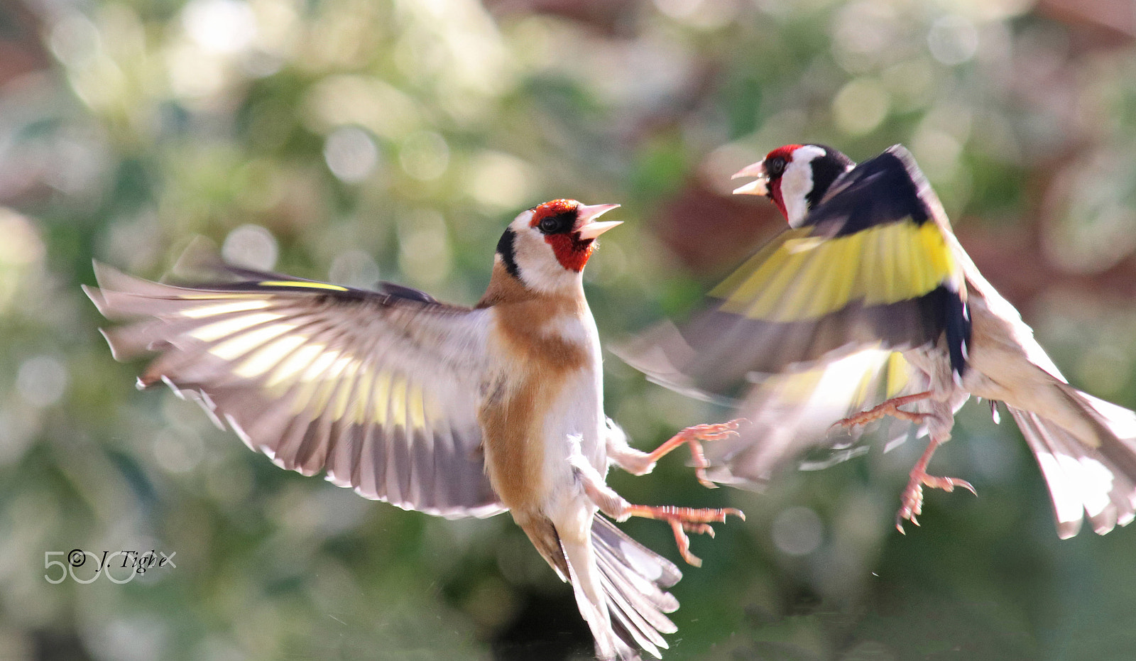 Canon EF 70-200mm F2.8L USM sample photo. Goldfinches photography