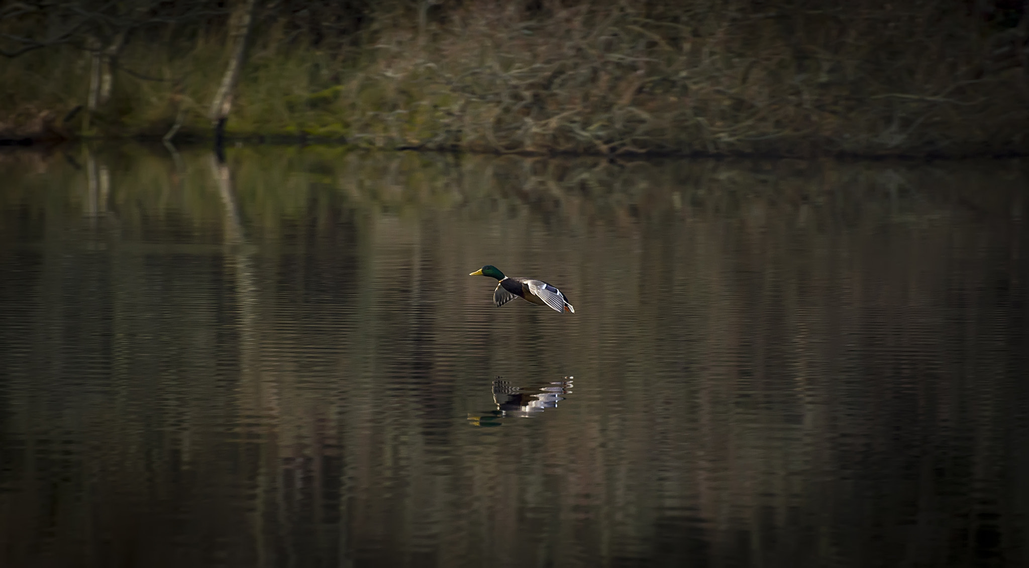Nikon D3200 sample photo. Mallard photography