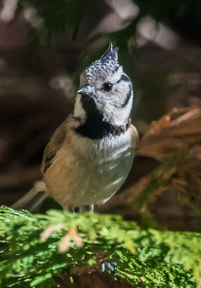 Nikon Nikkor AF-S 300mm F4E PF ED VR sample photo. Mésange huppée  photography