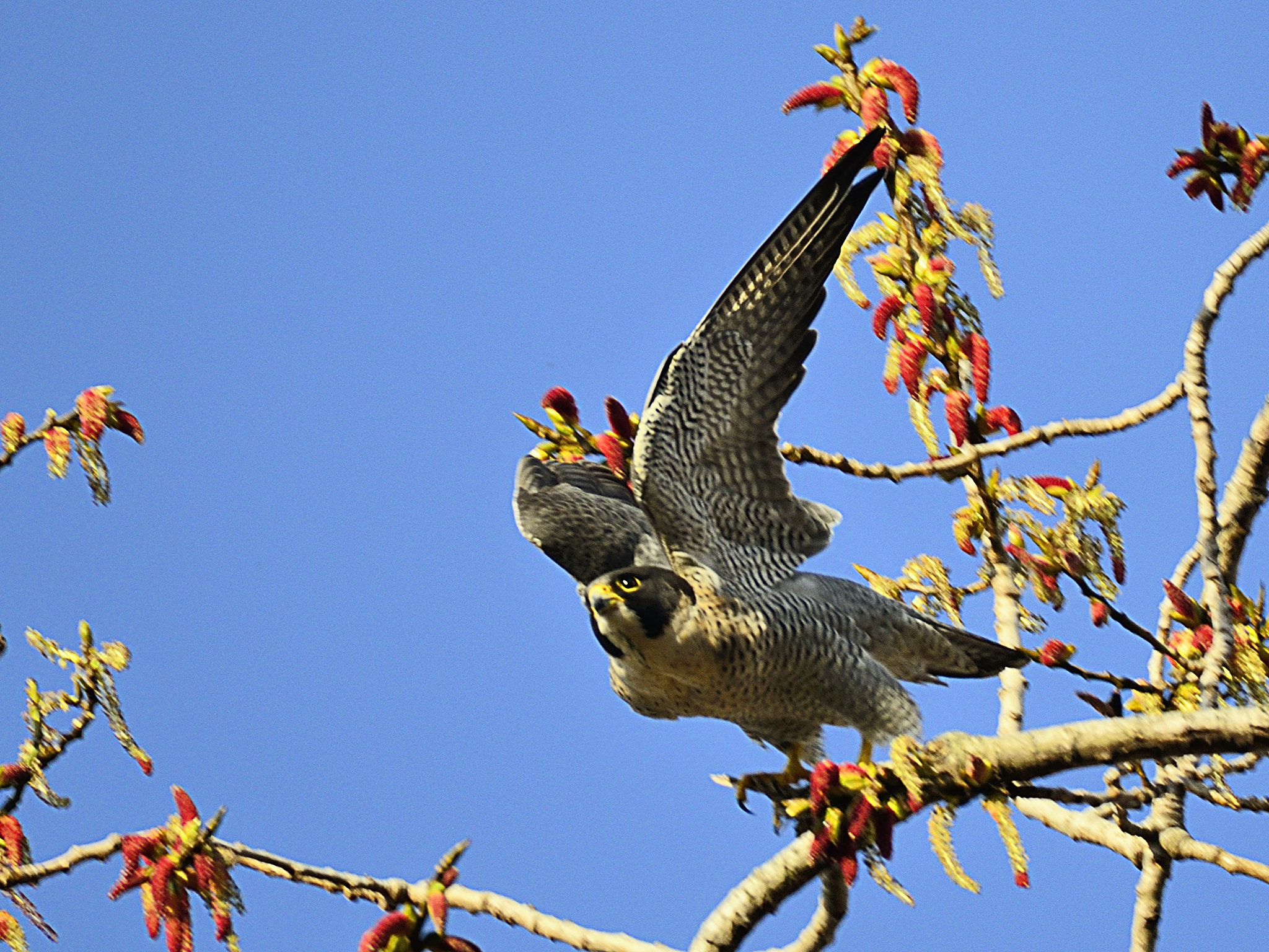 Nikon D800E + Sigma 50-500mm F4.5-6.3 DG OS HSM sample photo. Halcón peregrino photography