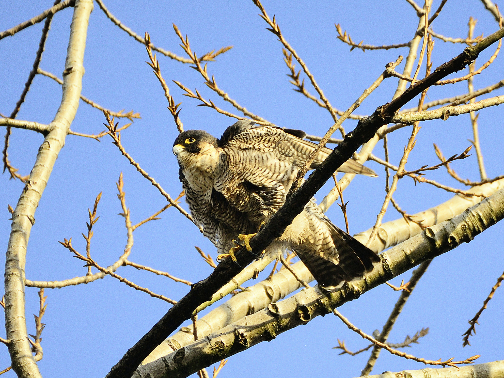 Sigma 50-500mm F4.5-6.3 DG OS HSM sample photo. Halcón peregrino photography