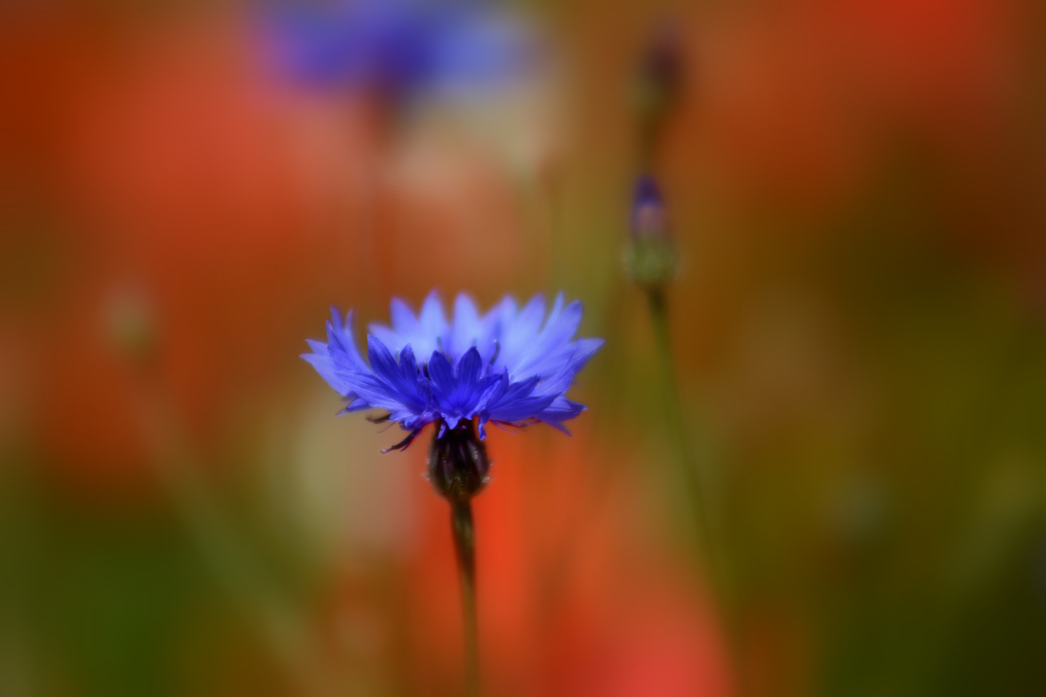 Nikon D7200 sample photo. Il prescelto photography