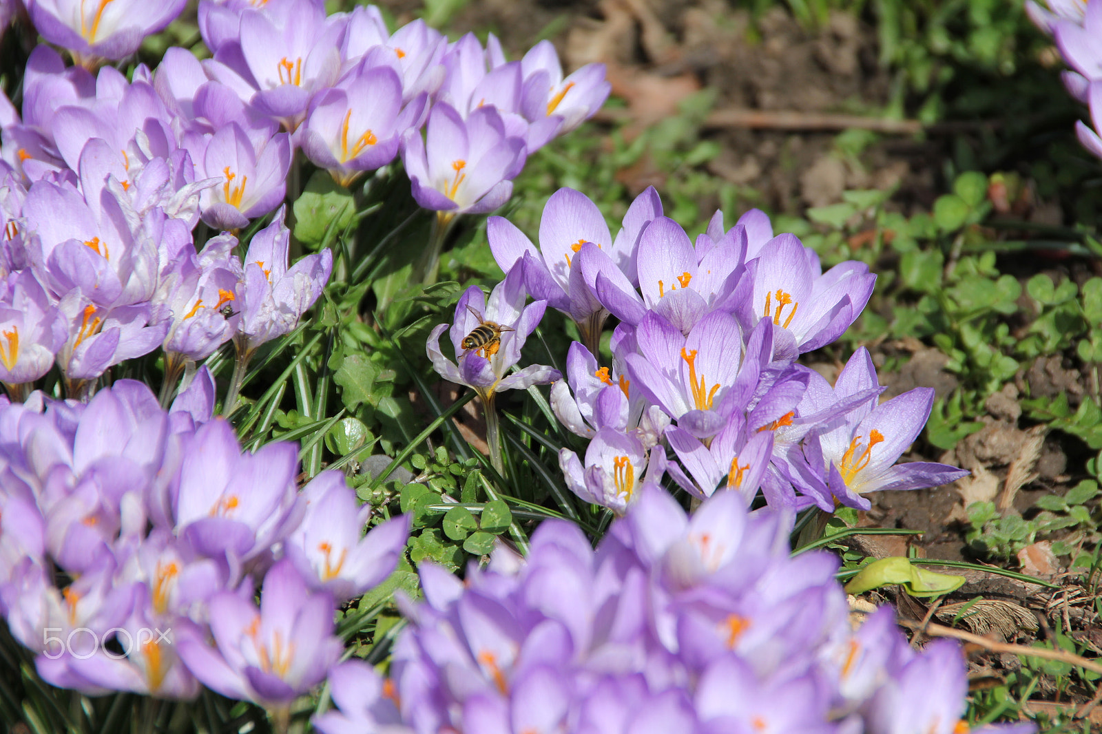 Canon EOS 550D (EOS Rebel T2i / EOS Kiss X4) sample photo. Purple crocus - harbinger of spring photography