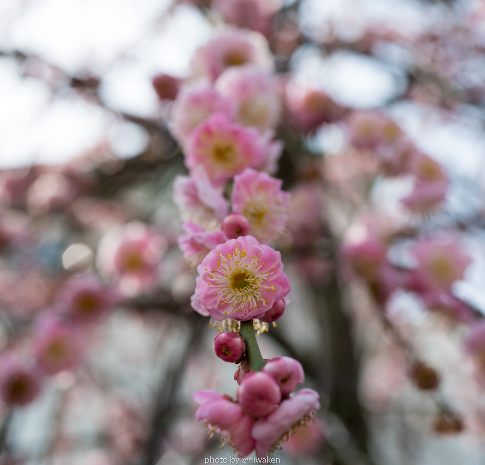 Sony FE 50mm F2.8 Macro sample photo. Blossom photography