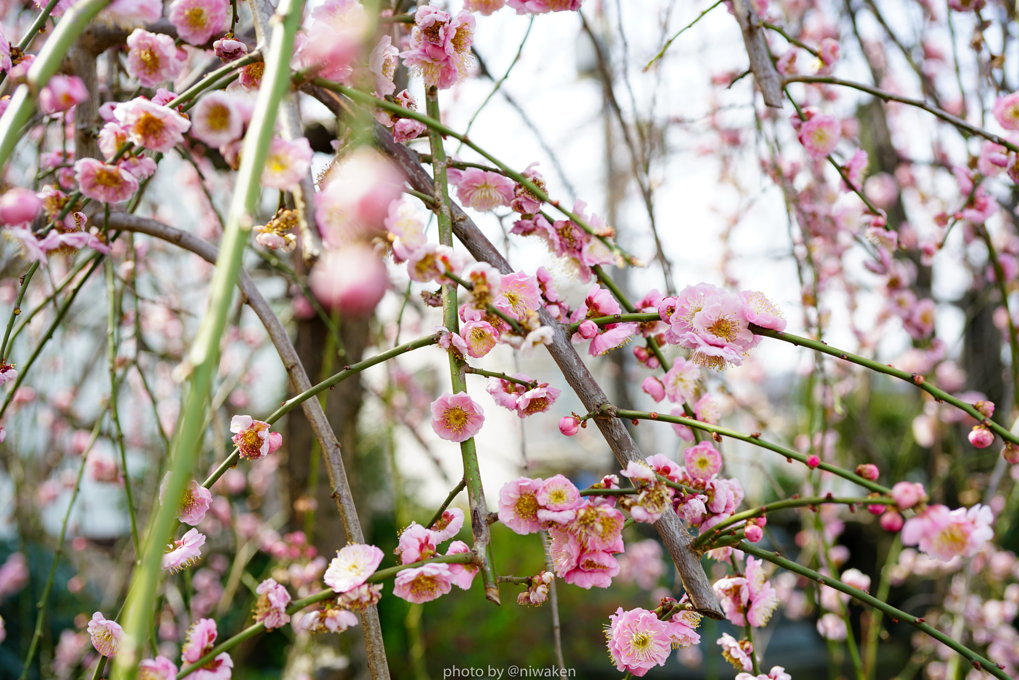 Sony FE 50mm F2.8 Macro sample photo. Blossom photography