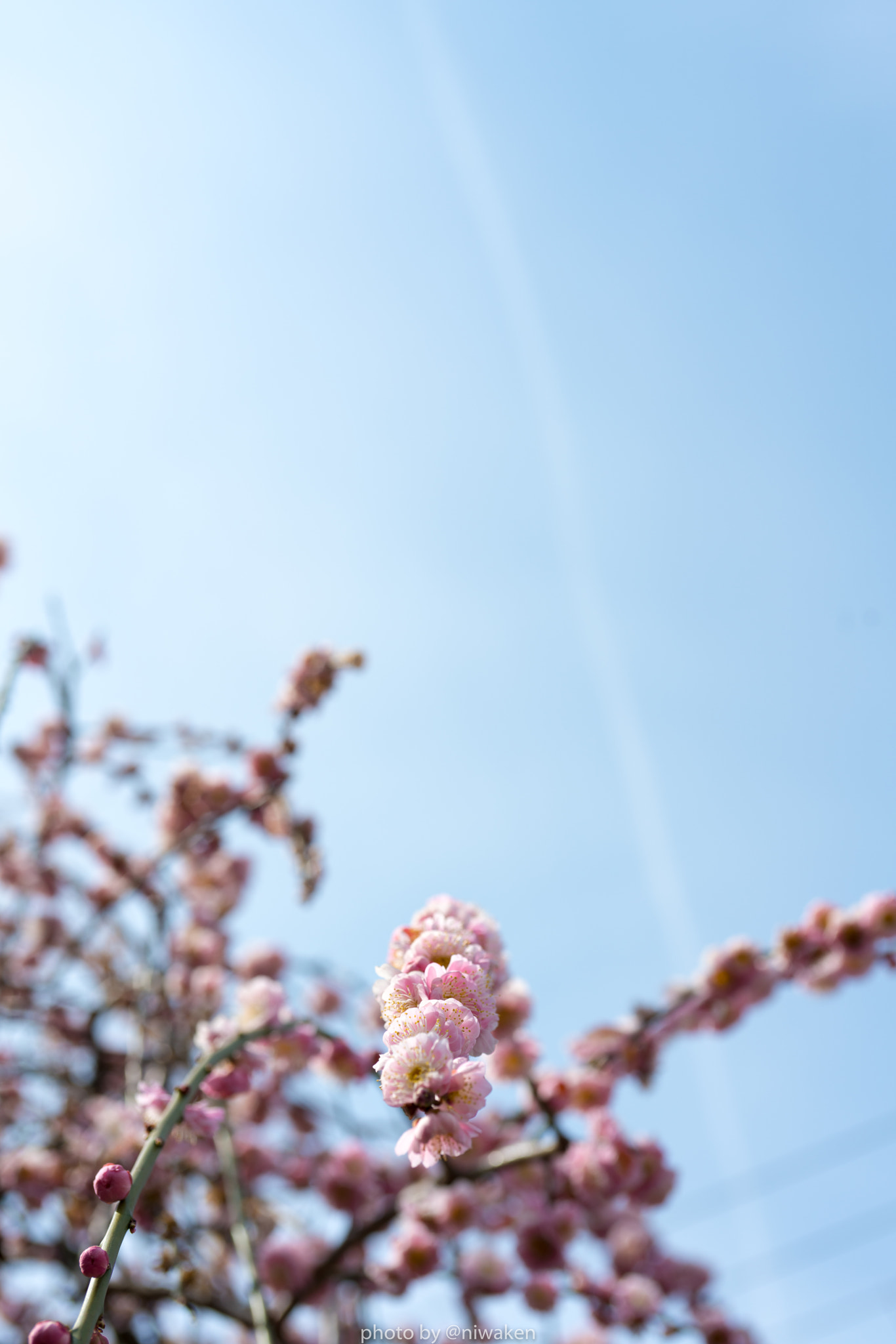 Sony FE 50mm F2.8 Macro sample photo. Blossom photography