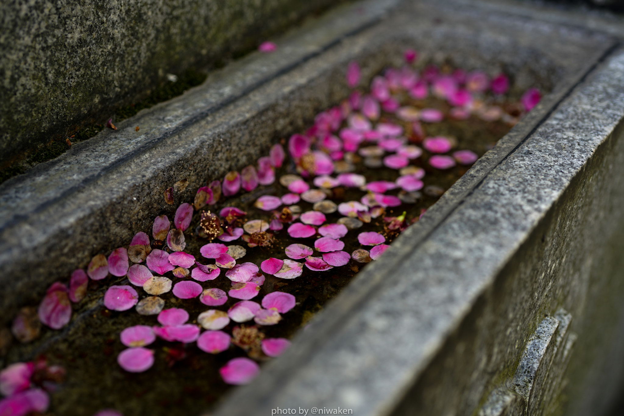 Sony FE 50mm F2.8 Macro sample photo. Dropped on water photography
