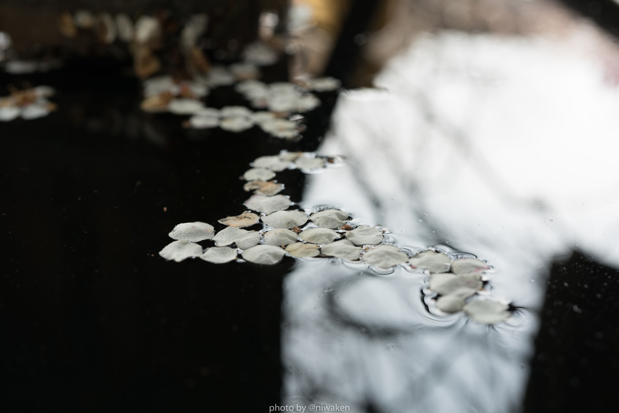 Sony FE 50mm F2.8 Macro sample photo. Dropped on water photography