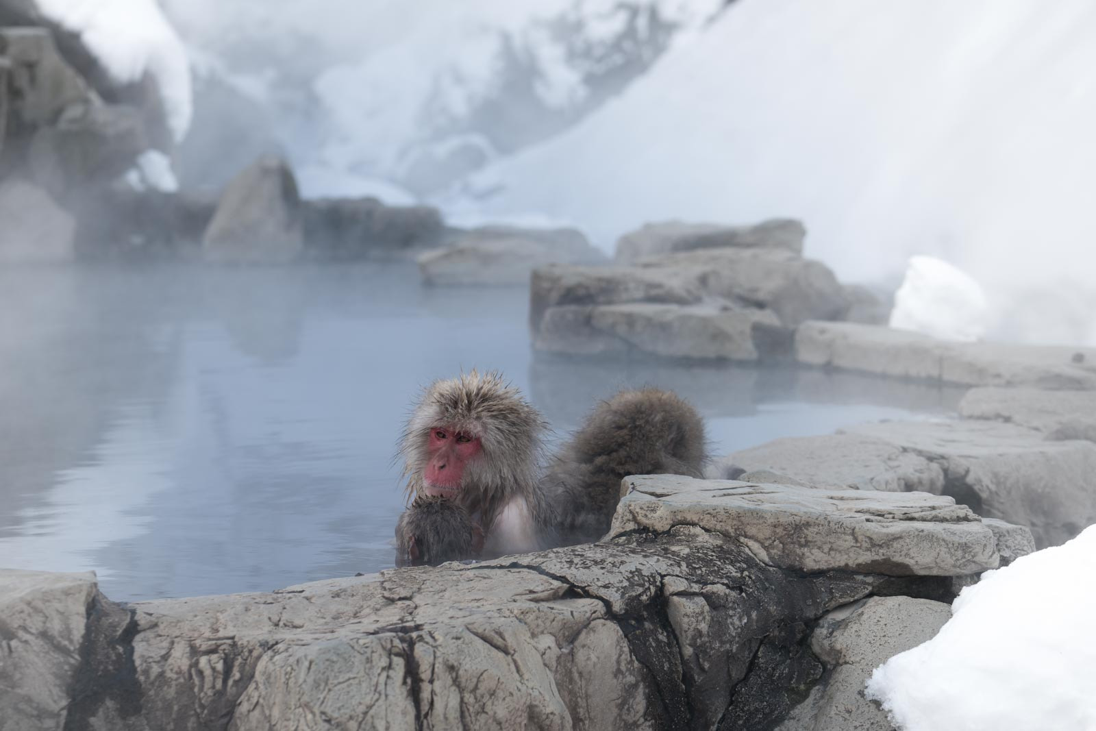 Sony a7R II + Sony FE 70-300mm F4.5-5.6 G OSS sample photo. Snow monkeys in yudanaka, japan photography