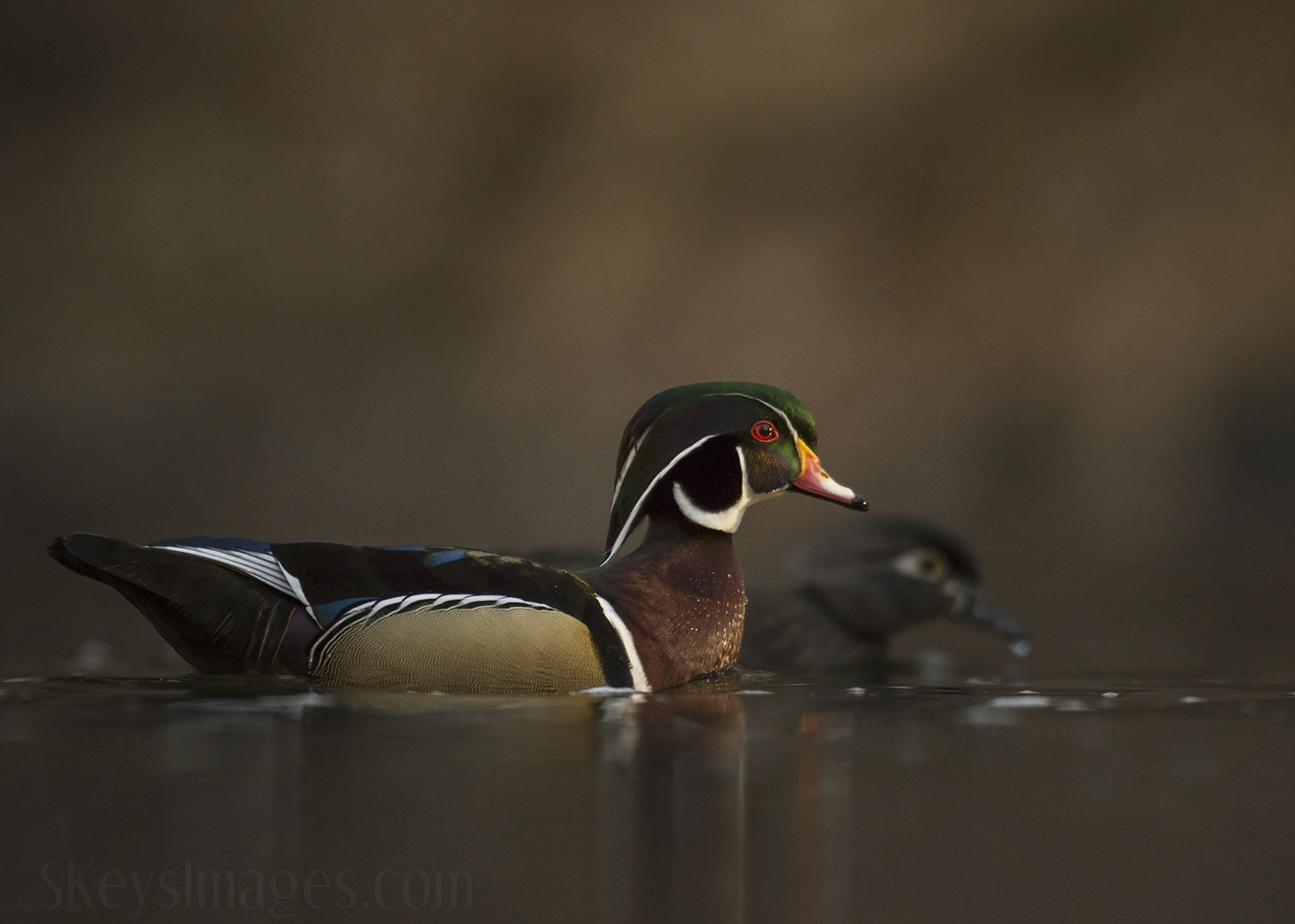 Nikon D7200 + Nikon AF-S Nikkor 500mm F4G ED VR sample photo. Mahogany (wood duck) photography