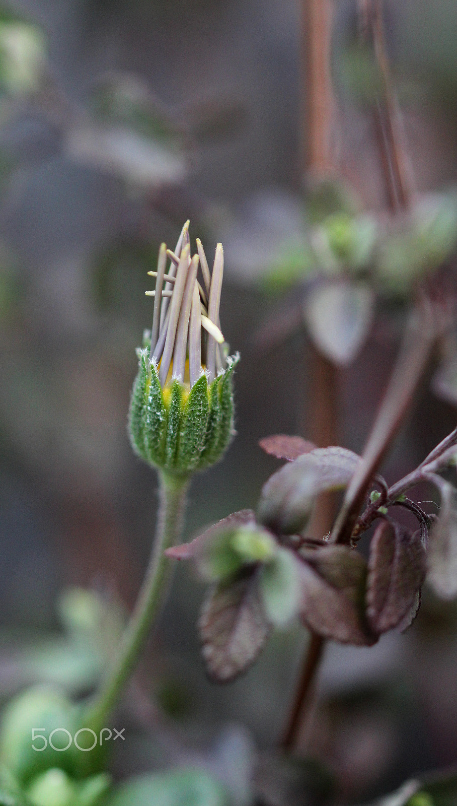 Sigma 105mm F2.8 EX DG OS HSM sample photo. Almost ready photography