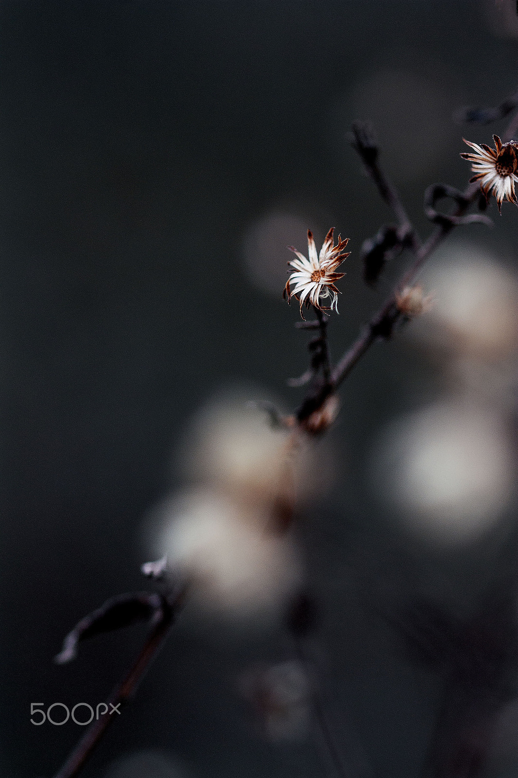 Sigma 105mm F2.8 EX DG OS HSM sample photo. Frizzy photography