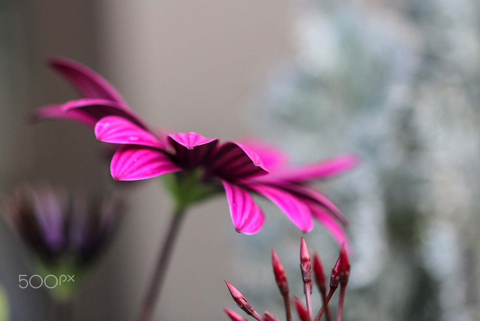 Sigma 105mm F2.8 EX DG OS HSM sample photo. Taking flight photography