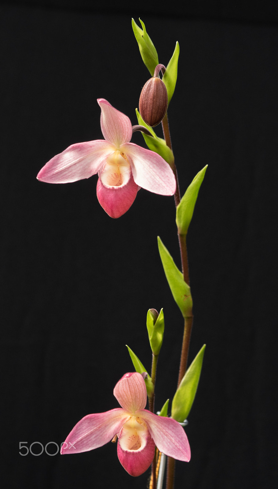 Sony a7 + Sony FE 90mm F2.8 Macro G OSS sample photo. Gorgeous lady slipper photography