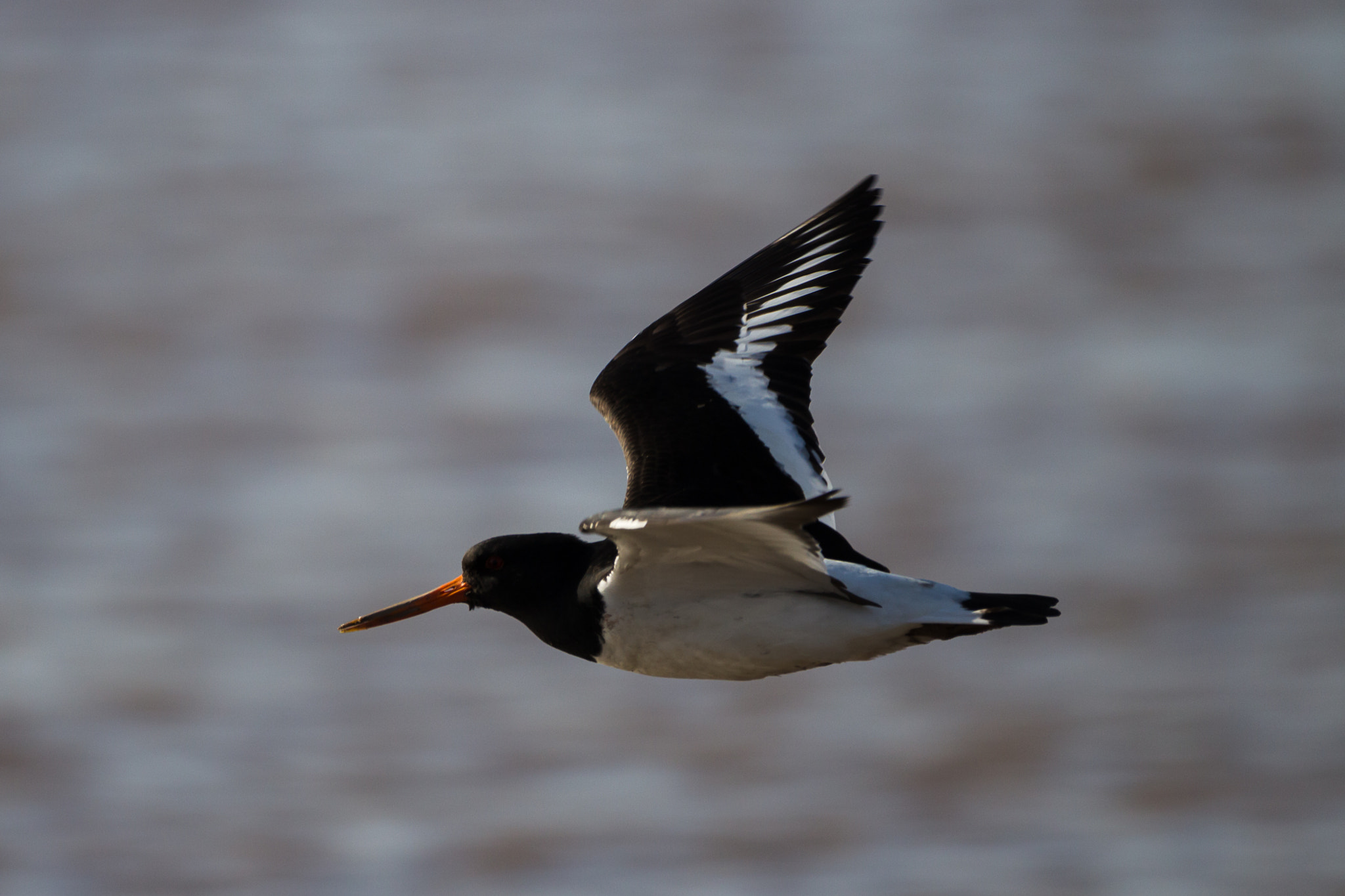 150-600mm F5-6.3 DG OS HSM | Contemporary 015 sample photo. Oyster catcher photography