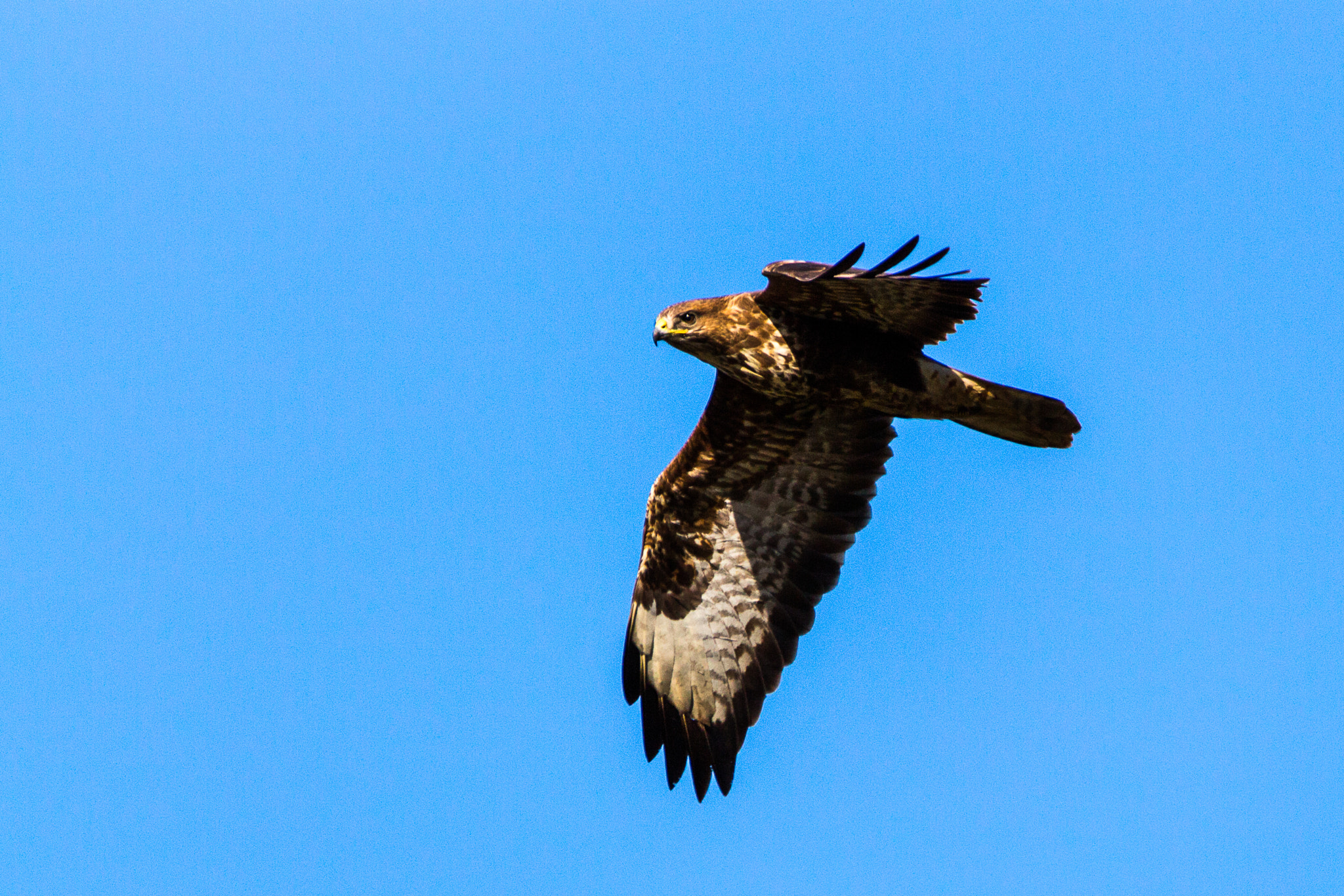 150-600mm F5-6.3 DG OS HSM | Contemporary 015 sample photo. Marsh harrier photography