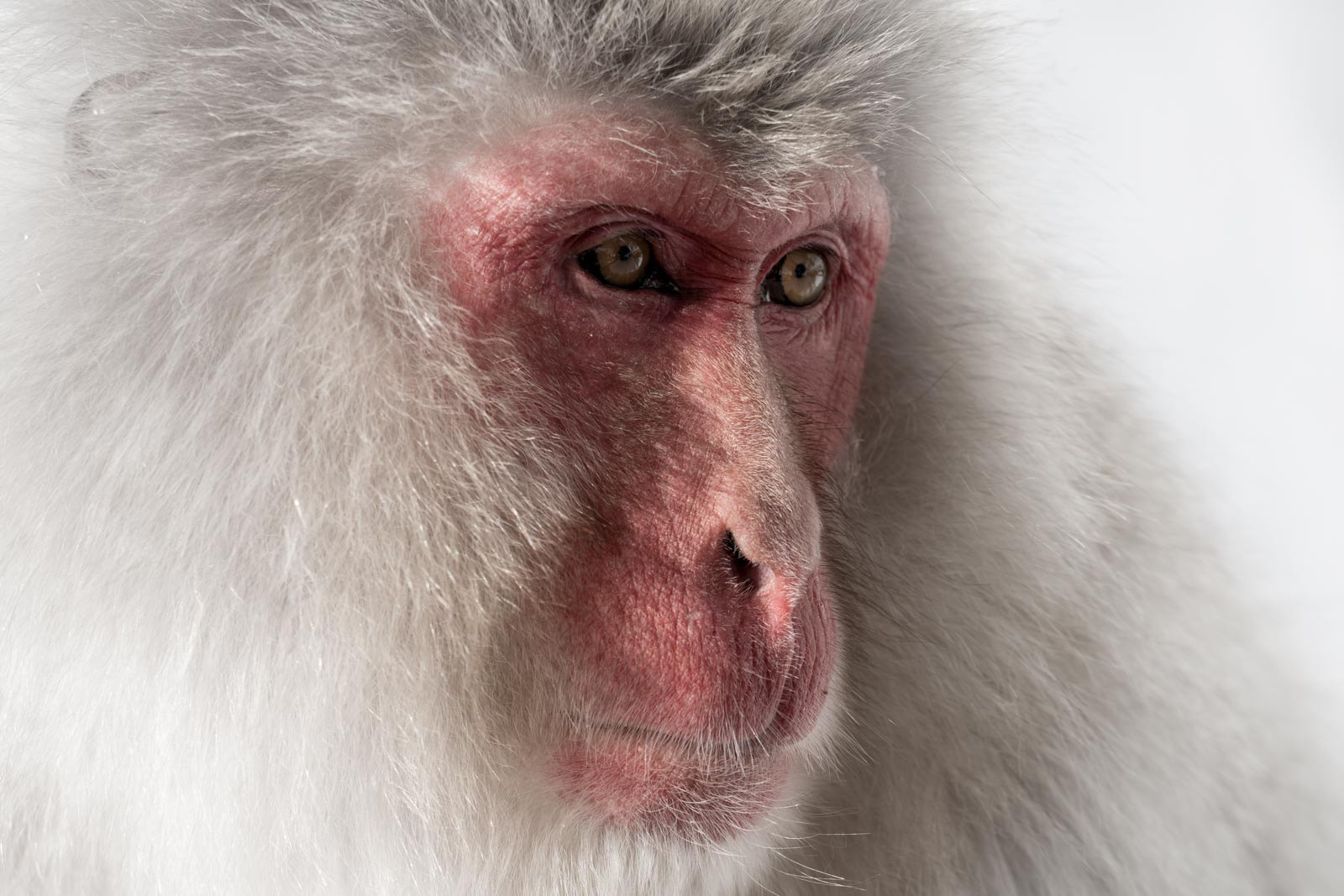 Sony FE 70-300mm F4.5-5.6 G OSS sample photo. Seen everything...  old snow monkey in yudanaka, japan photography