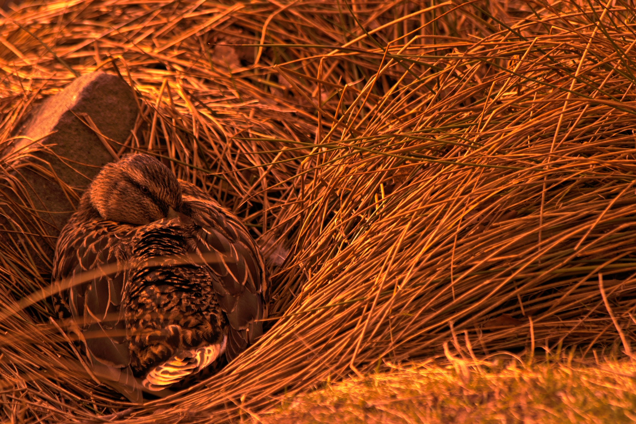 Canon EOS 750D (EOS Rebel T6i / EOS Kiss X8i) sample photo. Chilling duck photography