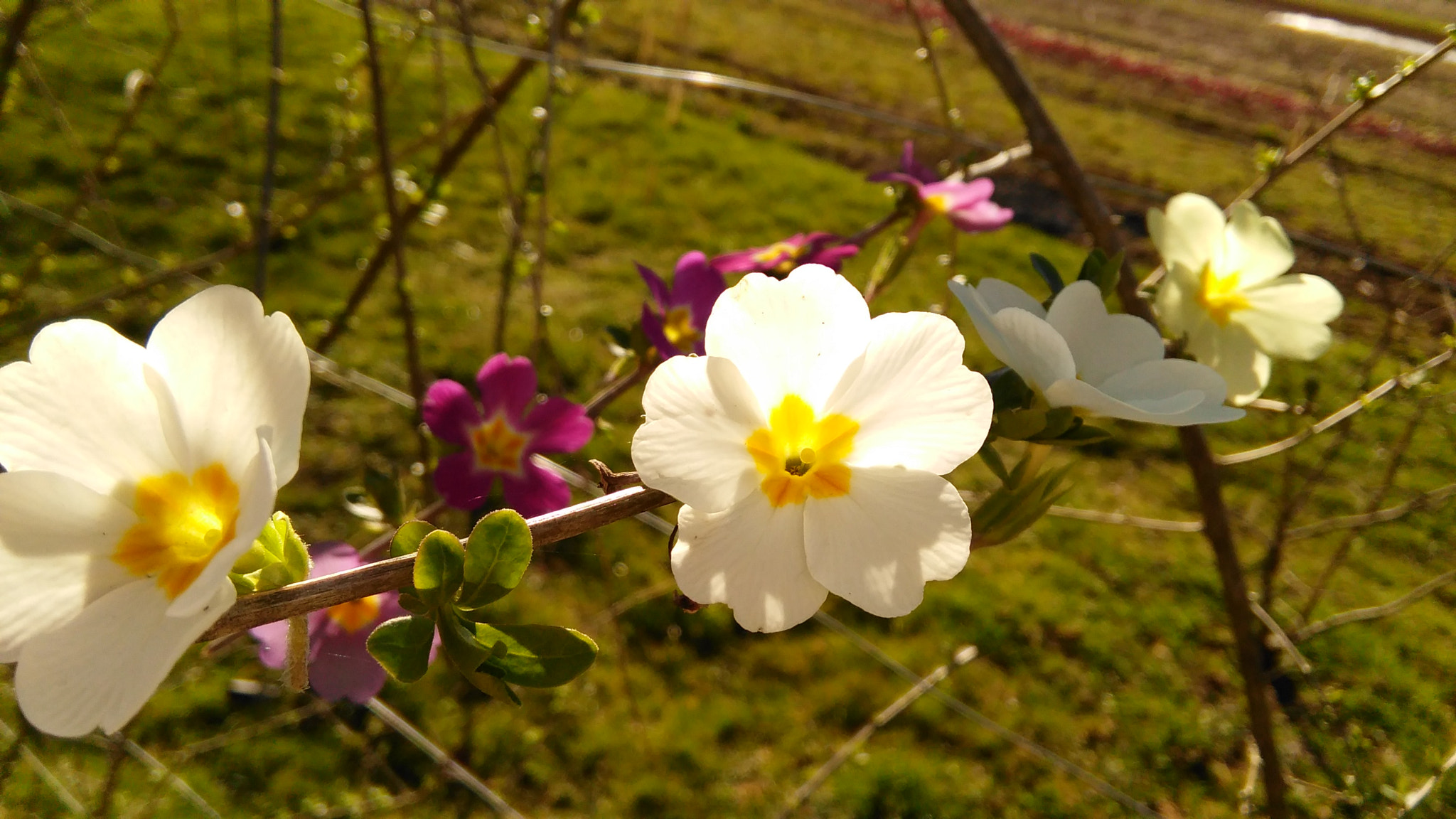 HUAWEI G620S-L01 sample photo. Finally spring photography