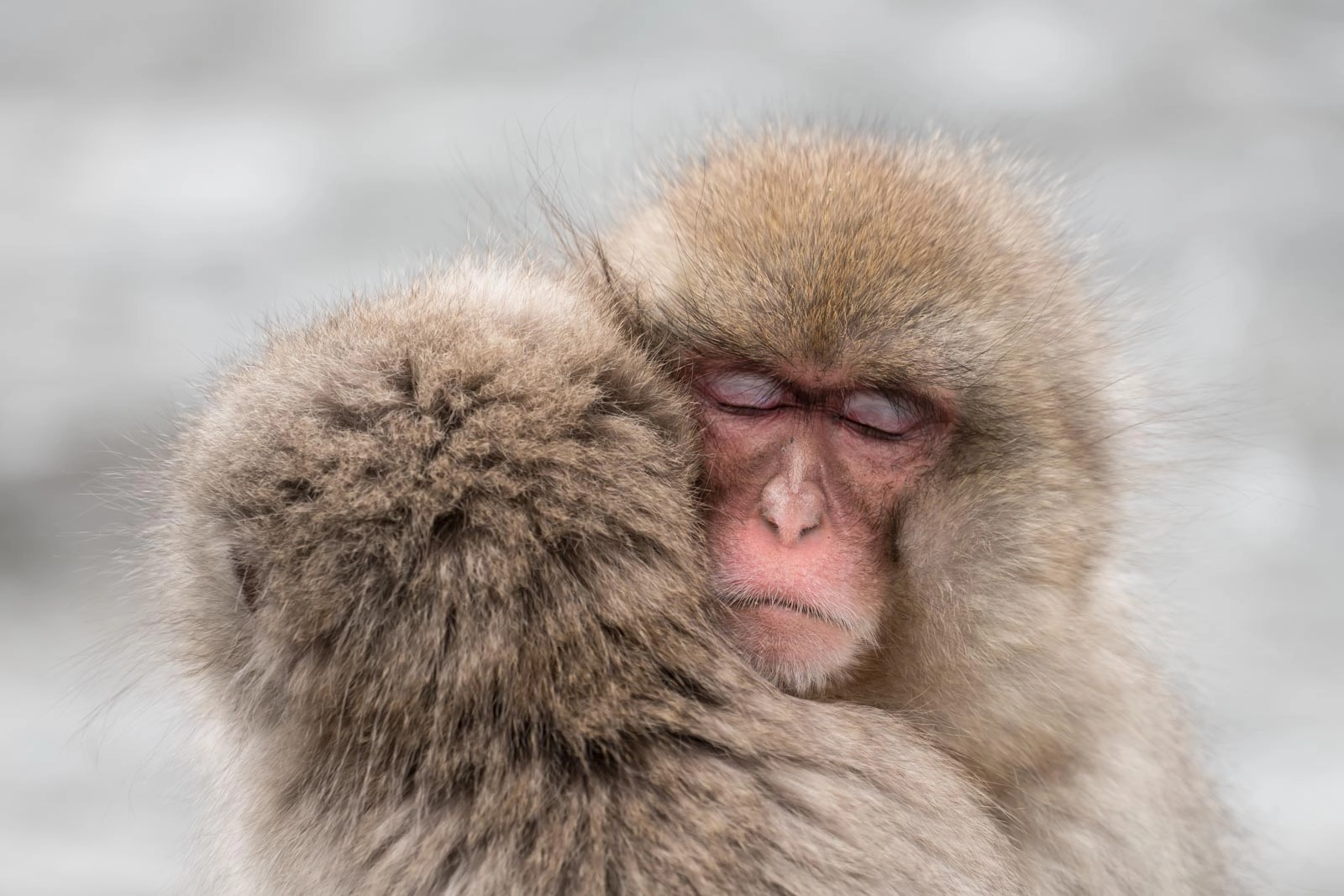 Sony a7R II + Sony FE 70-300mm F4.5-5.6 G OSS sample photo. Feelings... snow monkeys in yudanaka, japan photography