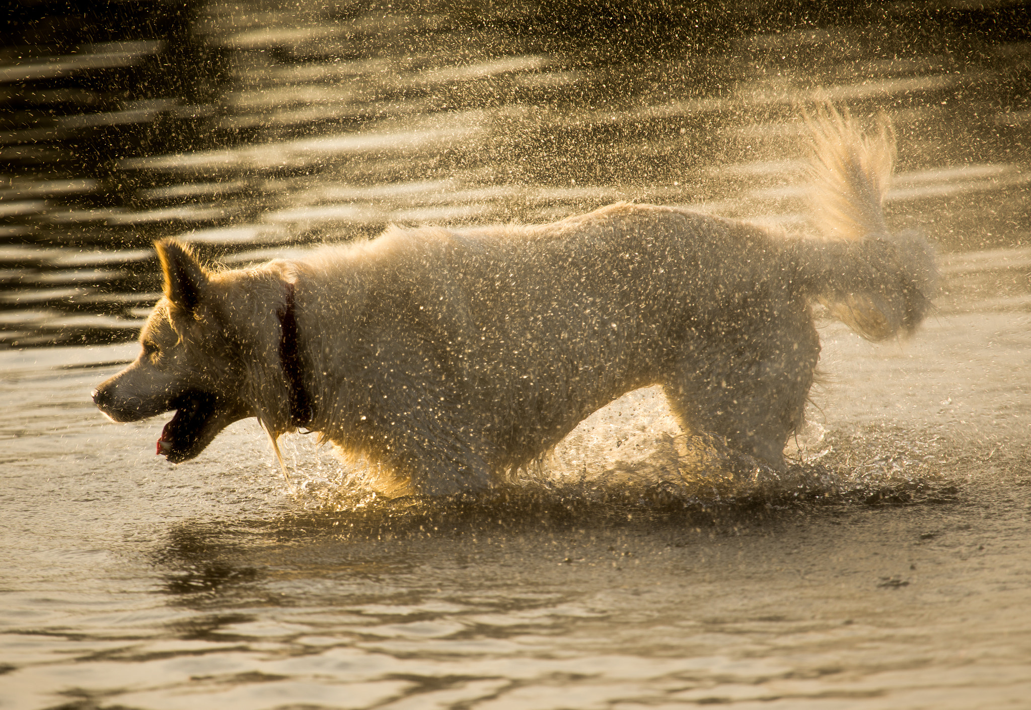 Canon EOS 5D Mark IV + Canon EF 100-400mm F4.5-5.6L IS USM sample photo. Shakin' and rollin' in the potomac photography