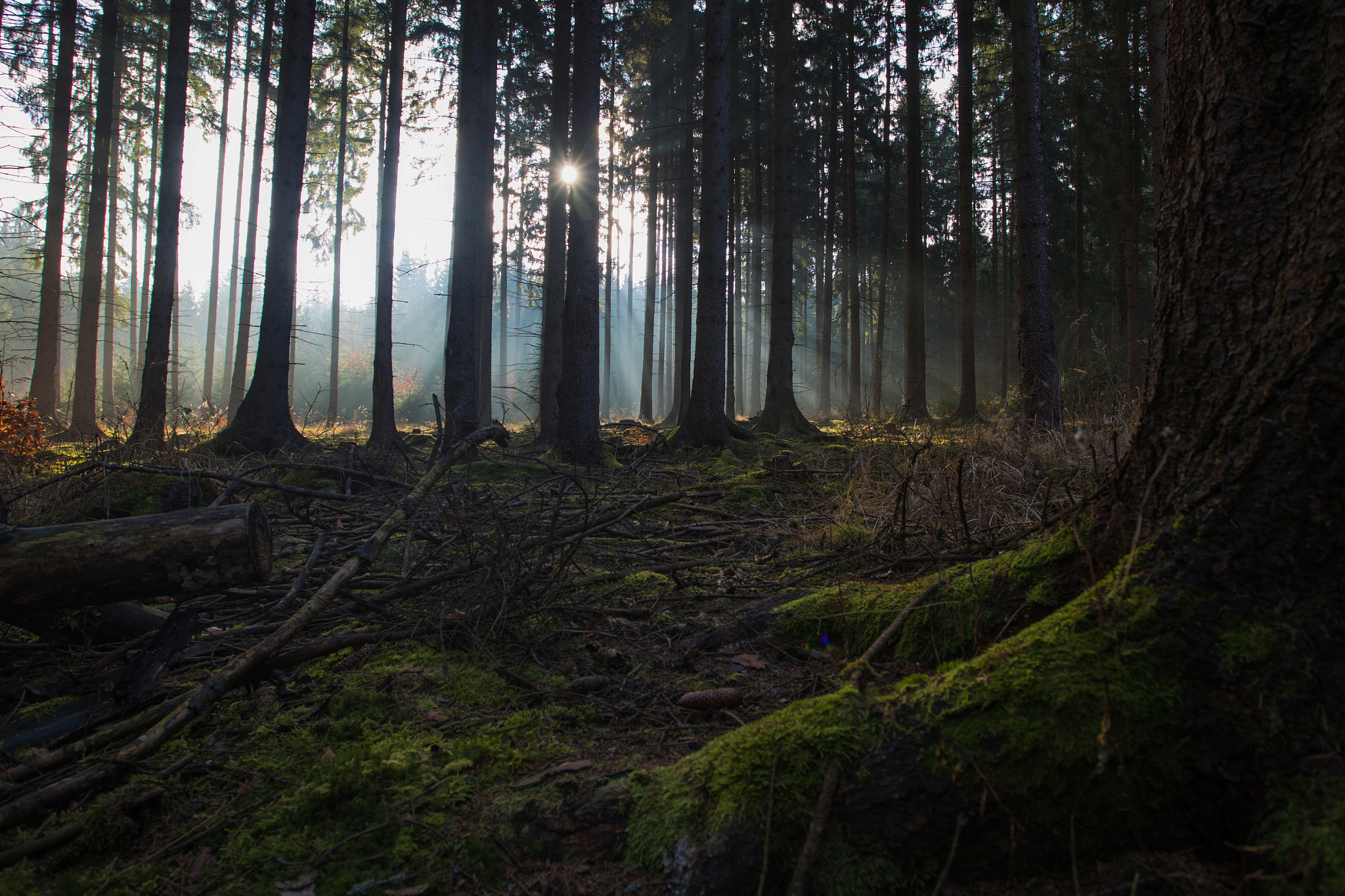 Canon EF 17-40mm F4L USM sample photo. Forest photography