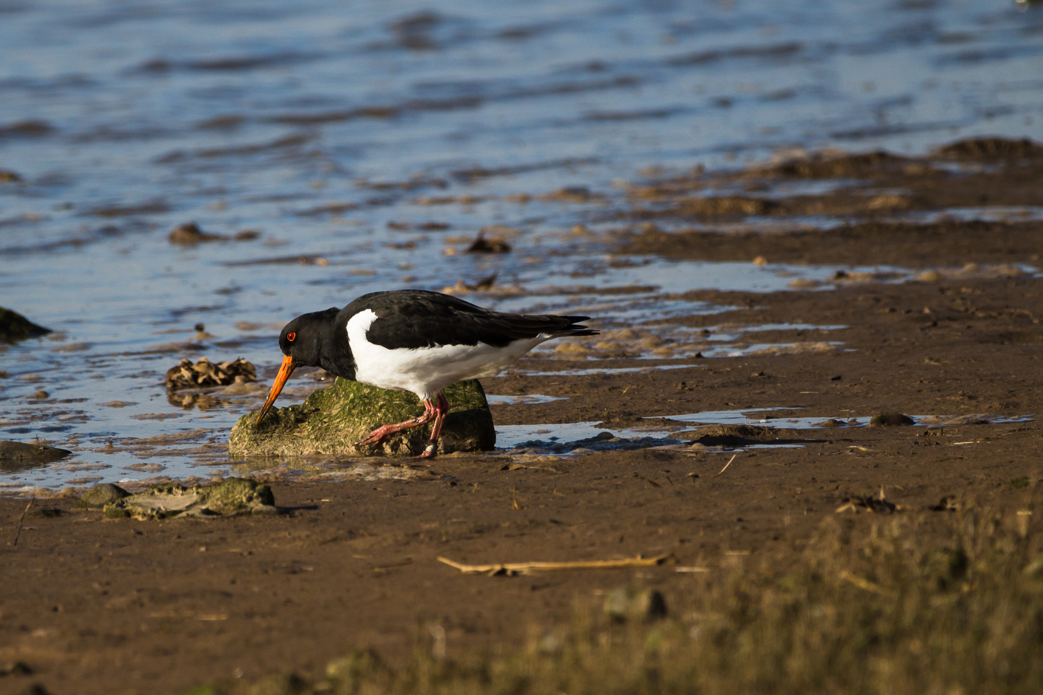 150-600mm F5-6.3 DG OS HSM | Contemporary 015 sample photo. Oyster catcher photography