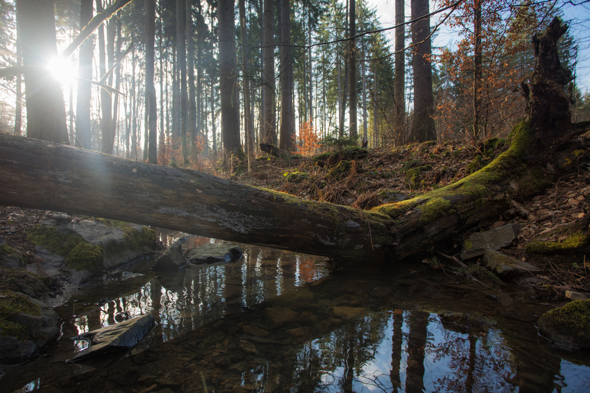 Canon EF 17-40mm F4L USM sample photo. Forest photography