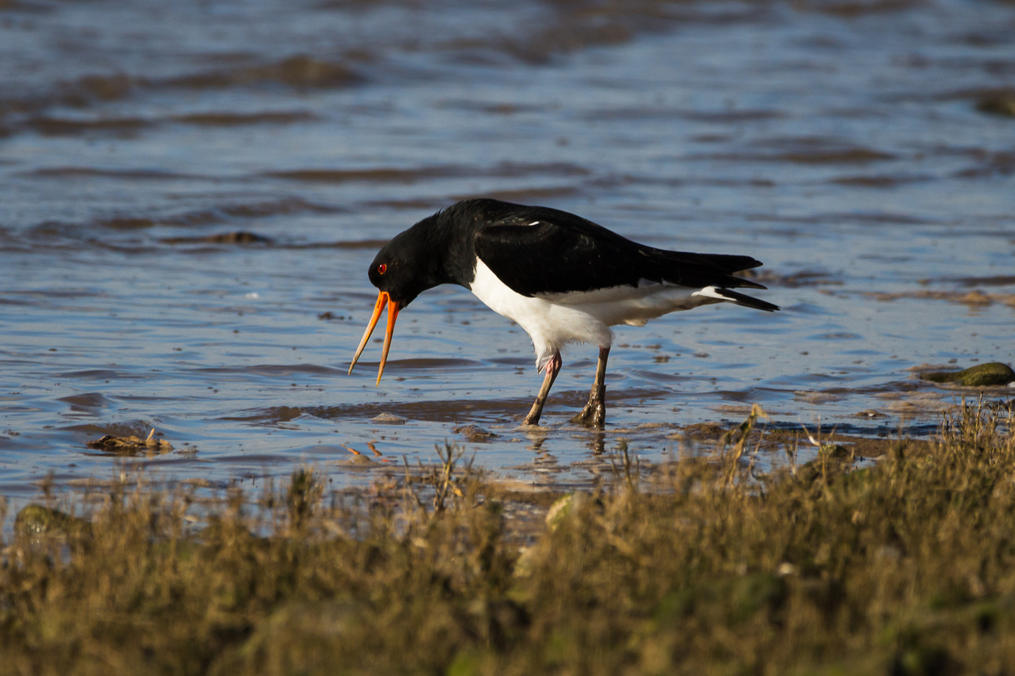 Canon EOS 700D (EOS Rebel T5i / EOS Kiss X7i) + 150-600mm F5-6.3 DG OS HSM | Contemporary 015 sample photo. Oyster catcher photography