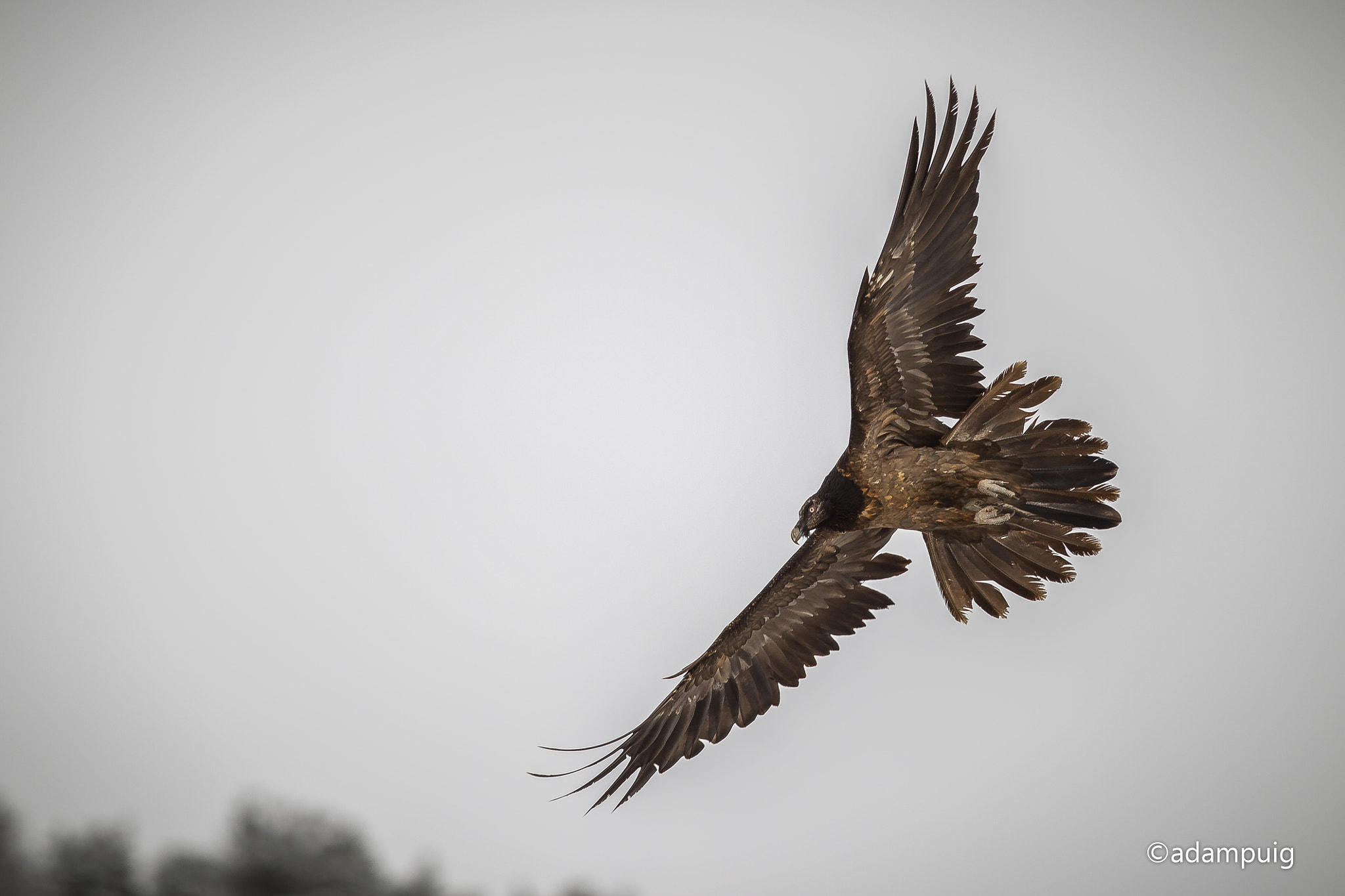 Canon EF 300mm F2.8L IS II USM sample photo. Fly-by photography