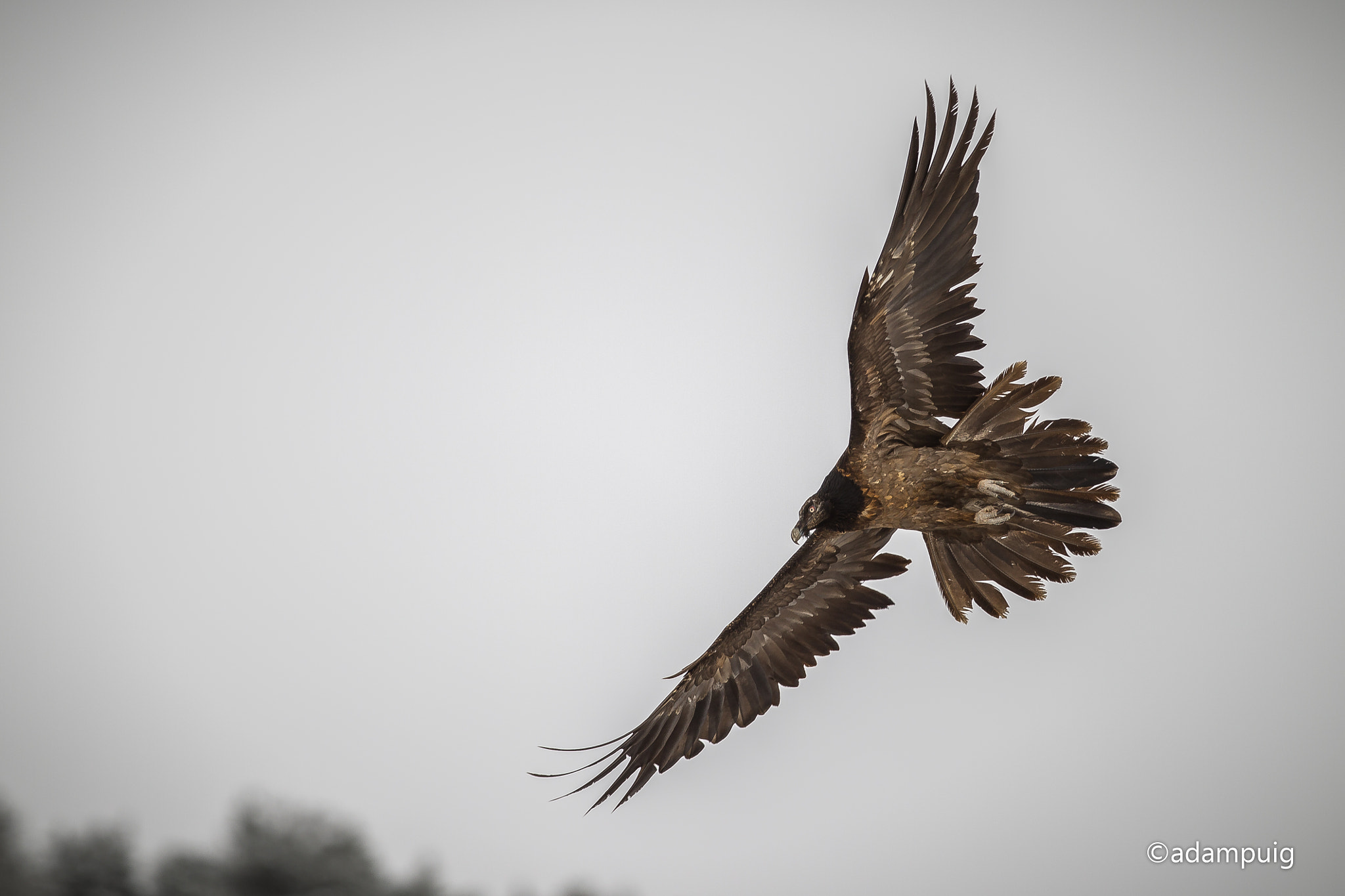 Canon EOS-1D Mark IV sample photo. Fly-by photography