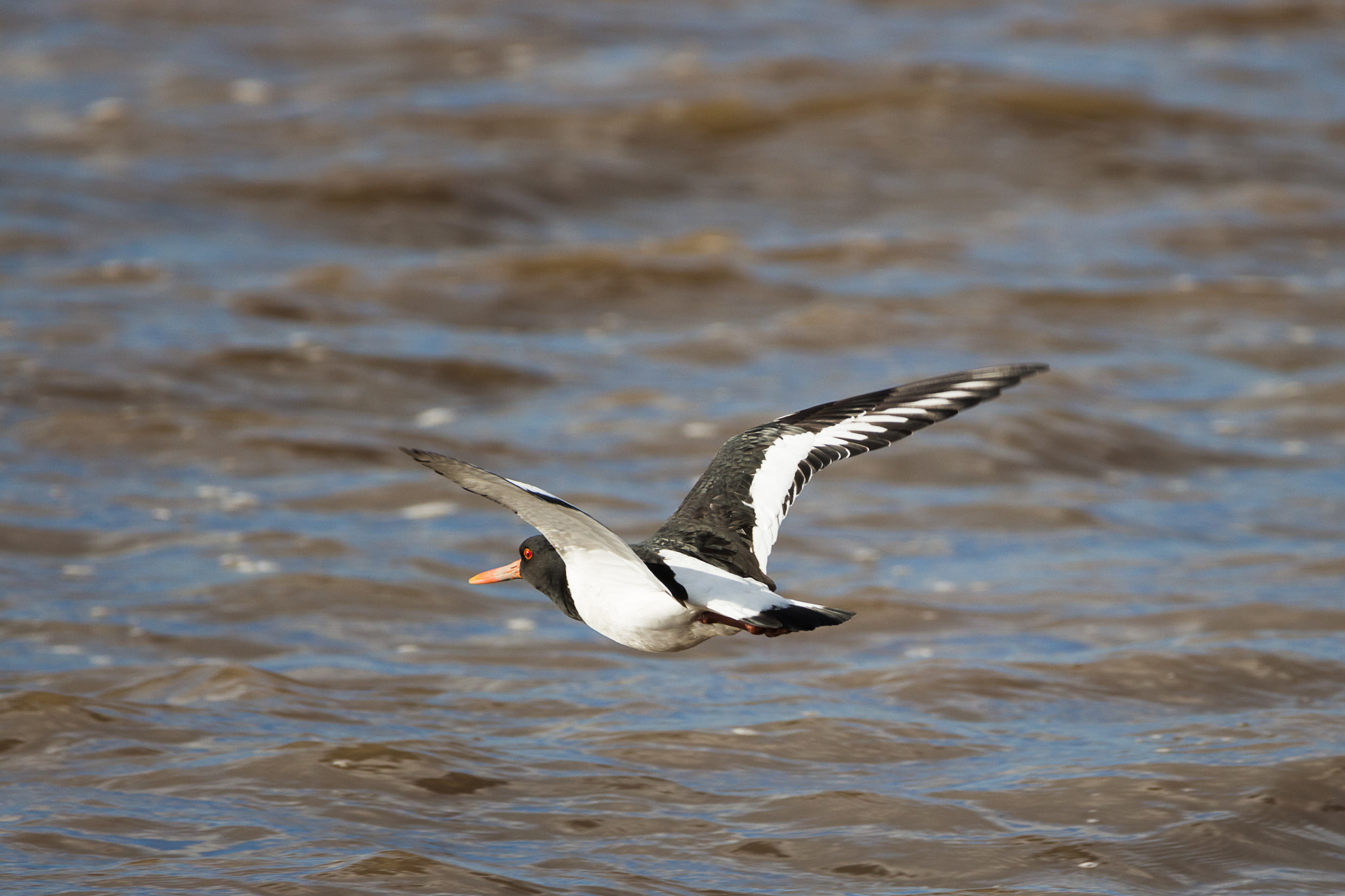 150-600mm F5-6.3 DG OS HSM | Contemporary 015 sample photo. Oyster catcher photography