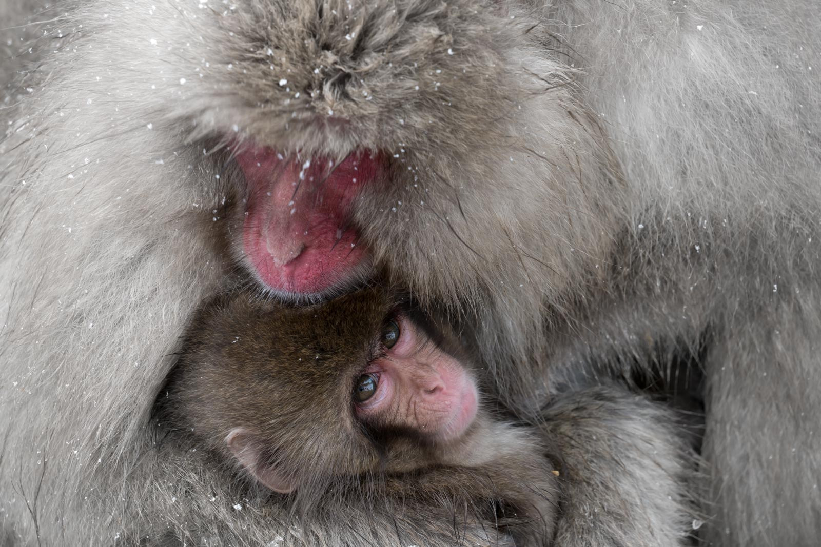 Sony a7R II + Sony FE 70-300mm F4.5-5.6 G OSS sample photo. Mothers love...  snow monkey keeping her baby warm - yudanaka, japan photography