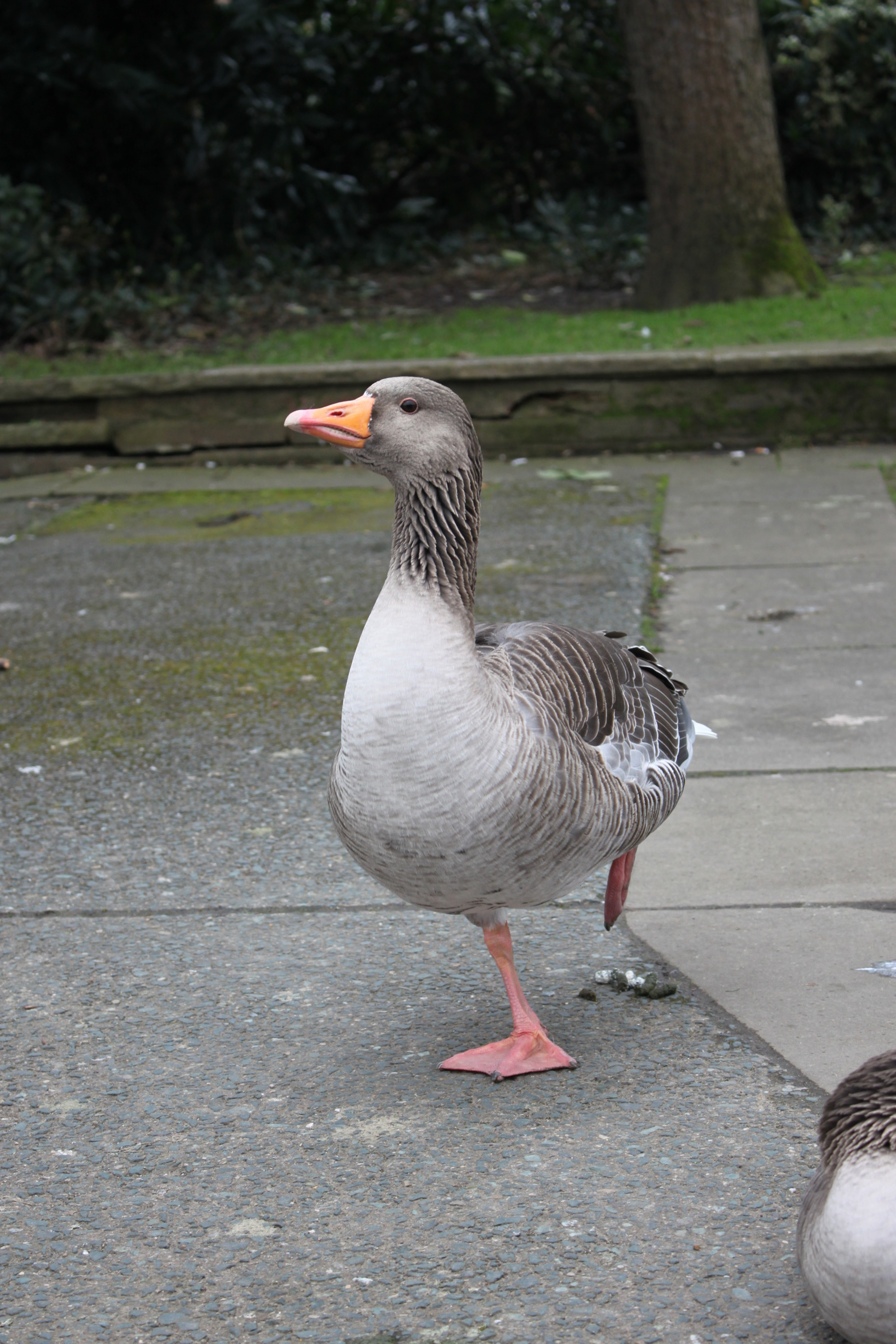 Canon EOS 500D (EOS Rebel T1i / EOS Kiss X3) sample photo. It's a goose photography